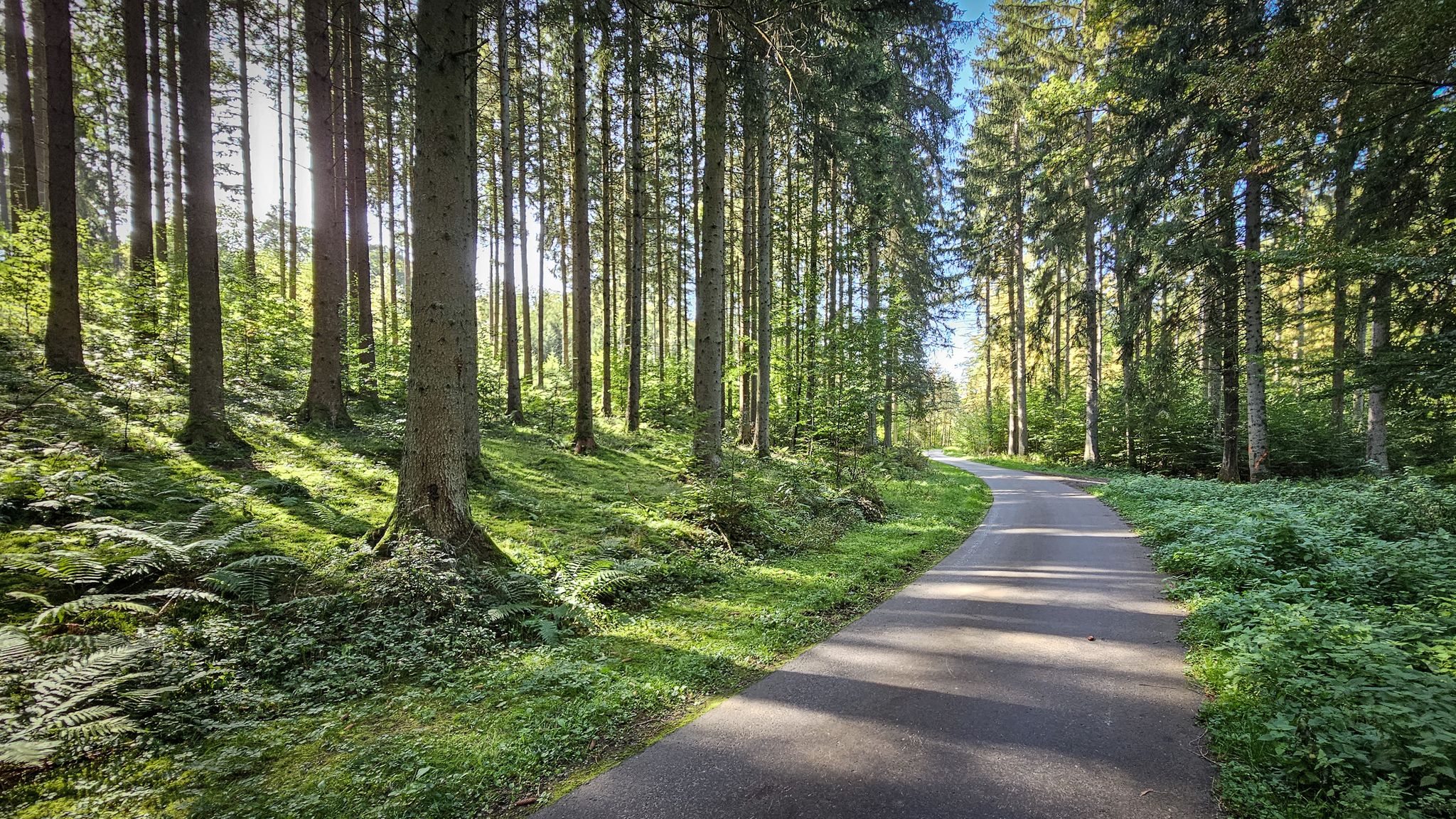 Zw. Sennfeld und Mittelschefflenz