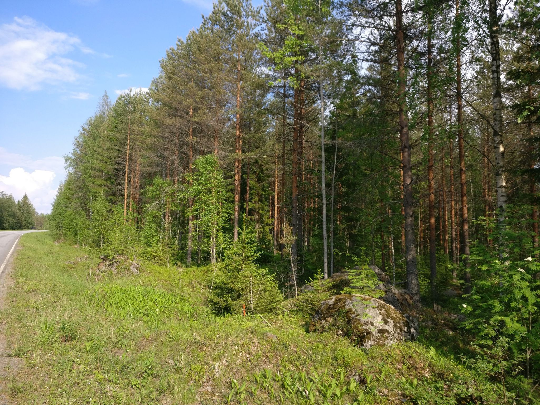 s.m.f (still more forest)
