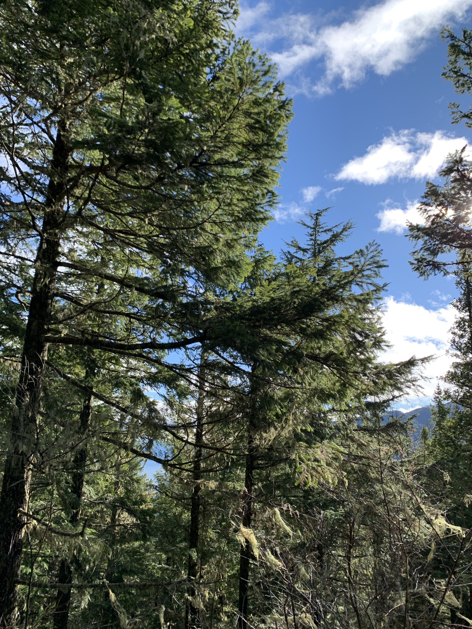 Tall pine trees with bright green needles against a blue sky with clouds. - Mount Walker Trail #894
