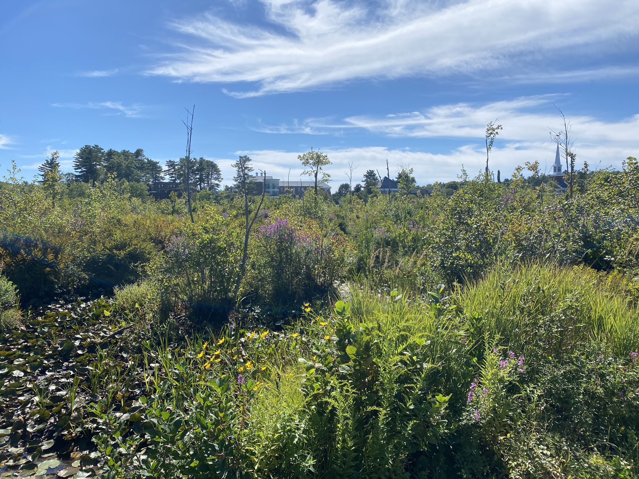 Lush green and purple wildflowers under a bright blue sky with scattered clouds. - Chebacco Woods – Advanced Loop