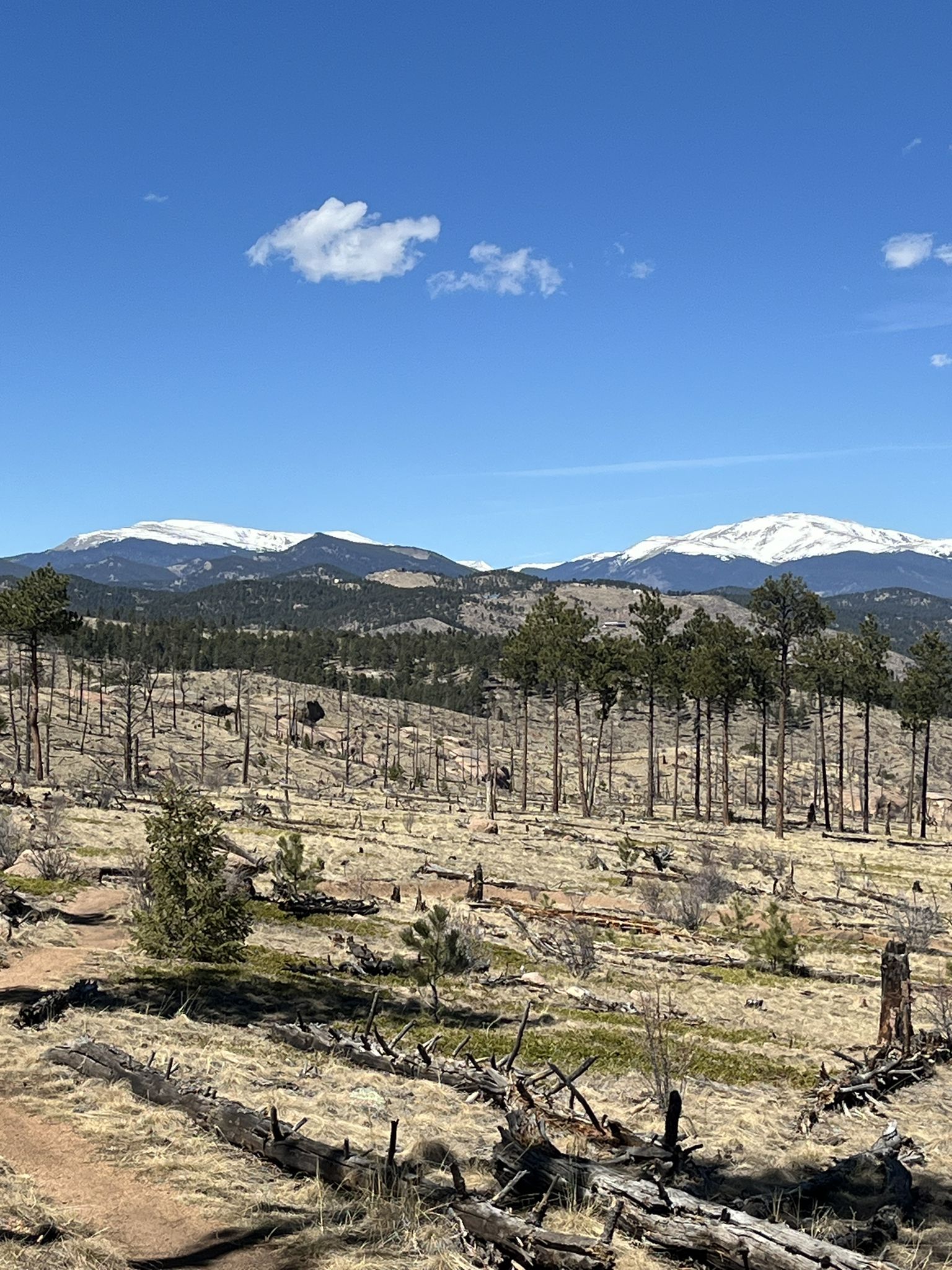 Sunny mountain landscape with distant snow-capped peaks and sparse foreground trees. - Narrow Gauge and North Fork View Loop