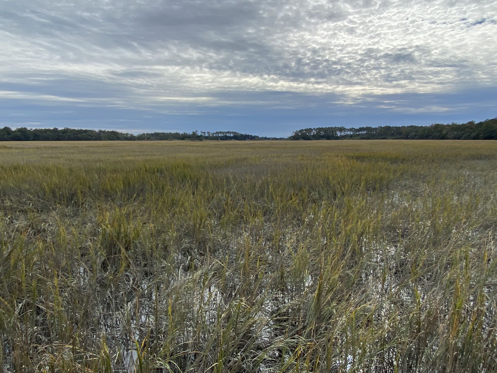 Expansive marshland with tall grasses under a cloudy, overcast sky. - Wormsloe State Historic Site Loop