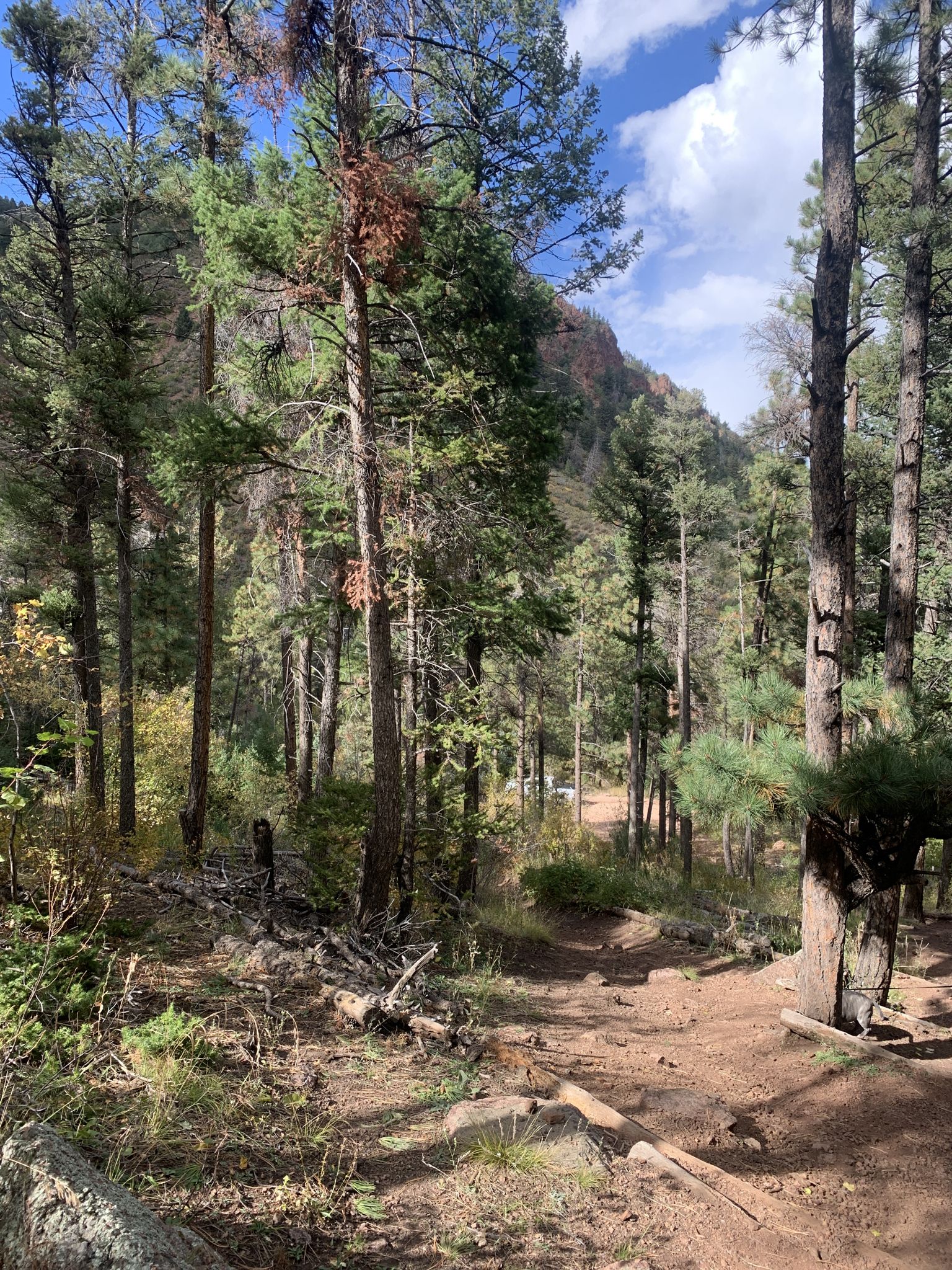 A sunlit forest path winds through tall pine trees and green foliage. - Rasberry Mountain Trail via Limbaugh Canyon Trailhead