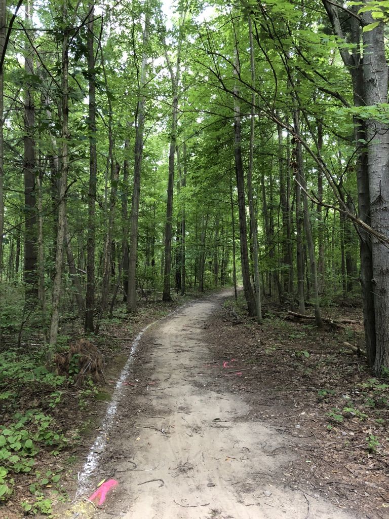 A straight dirt path leads through a bright, dense green forest. - Harding Green Space loop from Ruby Green Space Property