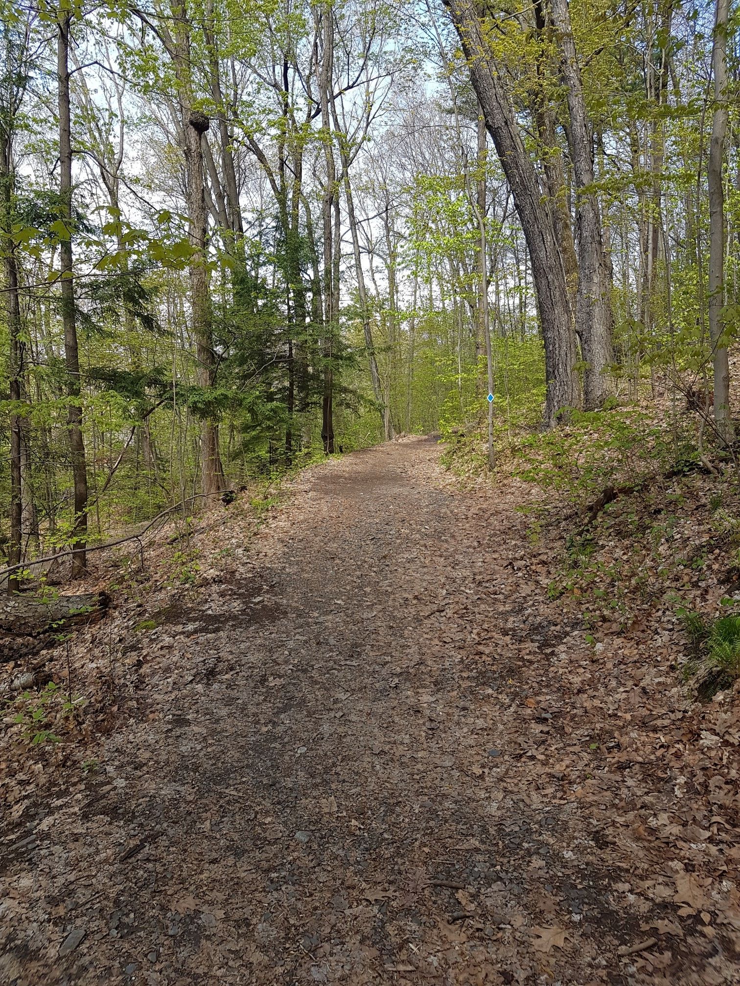 A dirt path winding through a lush green forest on a bright day. - Wantastiquet Mountain Trail