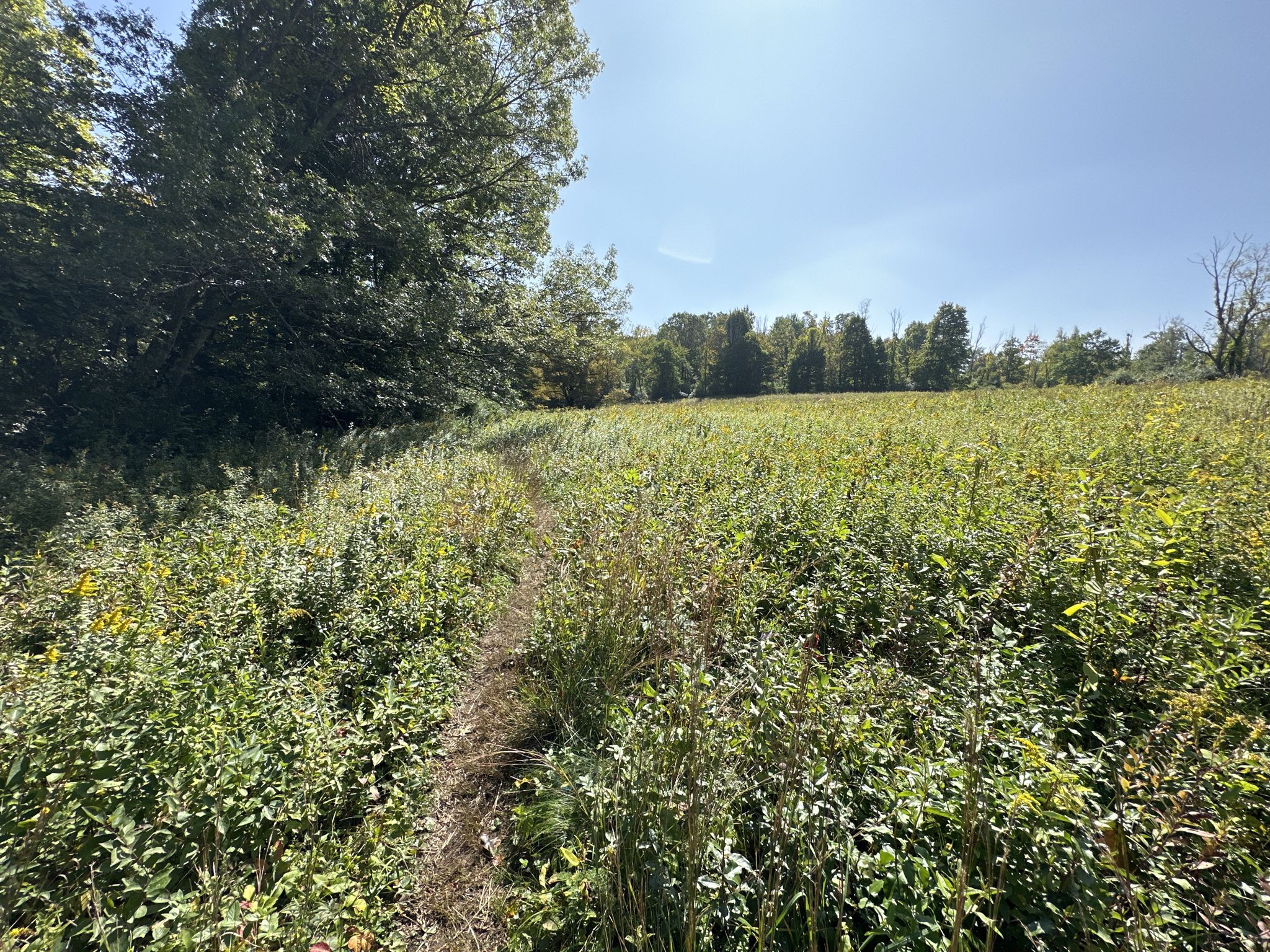 Narrow dirt path through a sunny field of tall green and yellow plants. - Great Viewpoint – Bennett's Pond State Park loop from Seth Low Pierrepont State Park Reserve