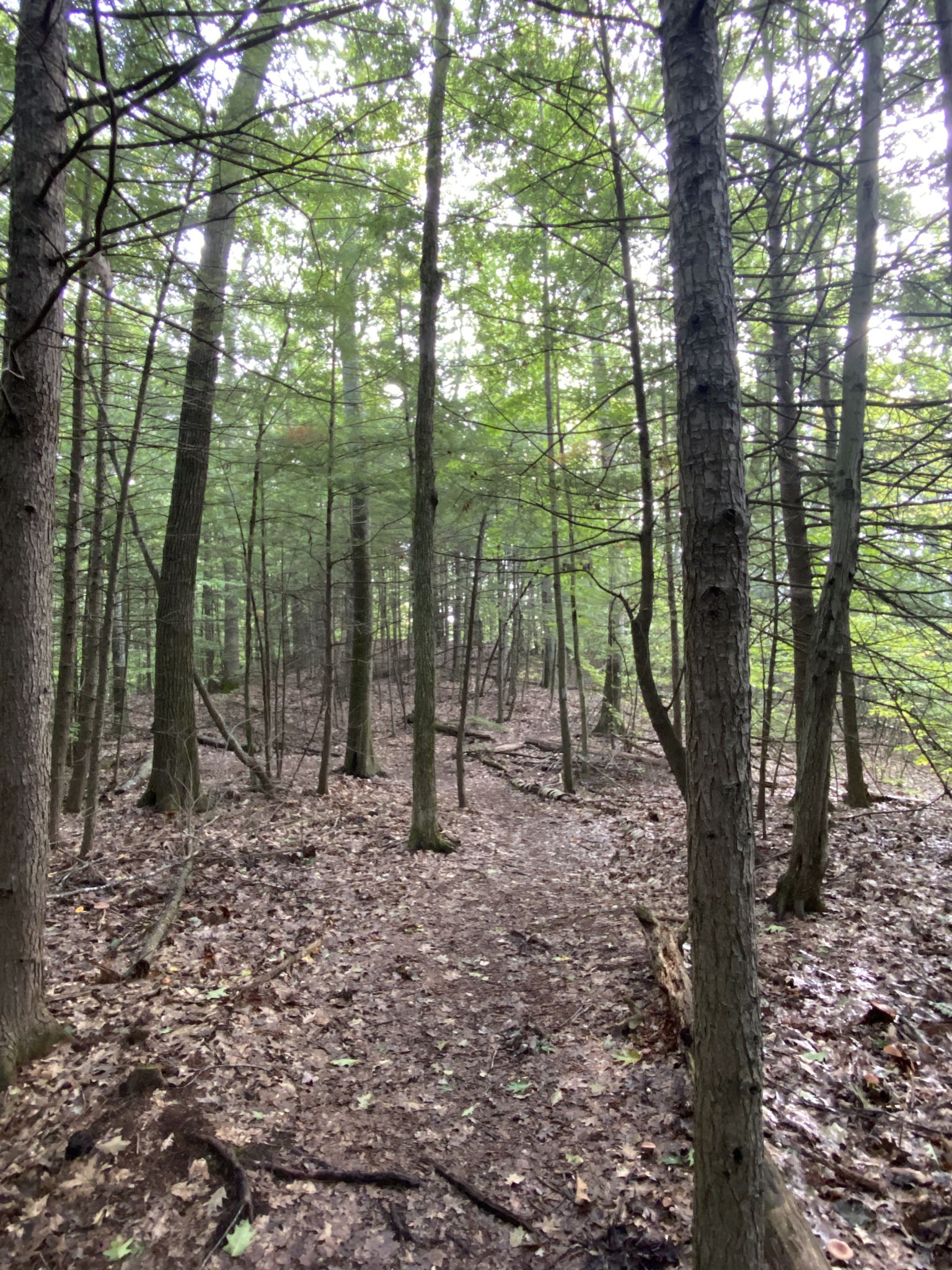 A narrow dirt path winds through a dense, green forest under diffused light. - Indian Cellar Preserve Loop