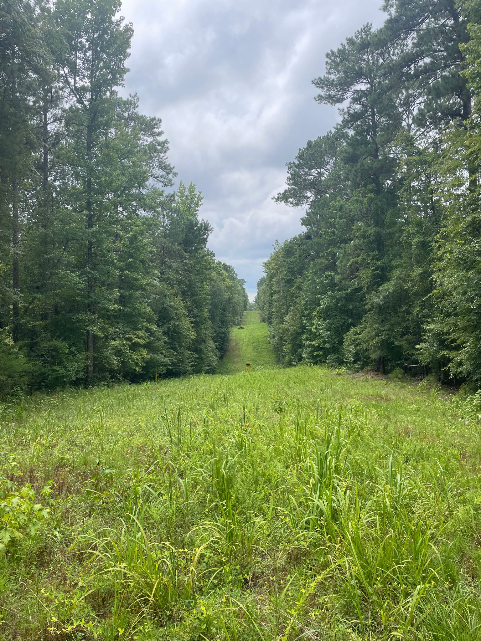 Long, narrow grassy clearing through a dense green forest under an overcast sky. - Dauset Trails Connector – Lakeside Pavilion loop from Indian Springs State Park