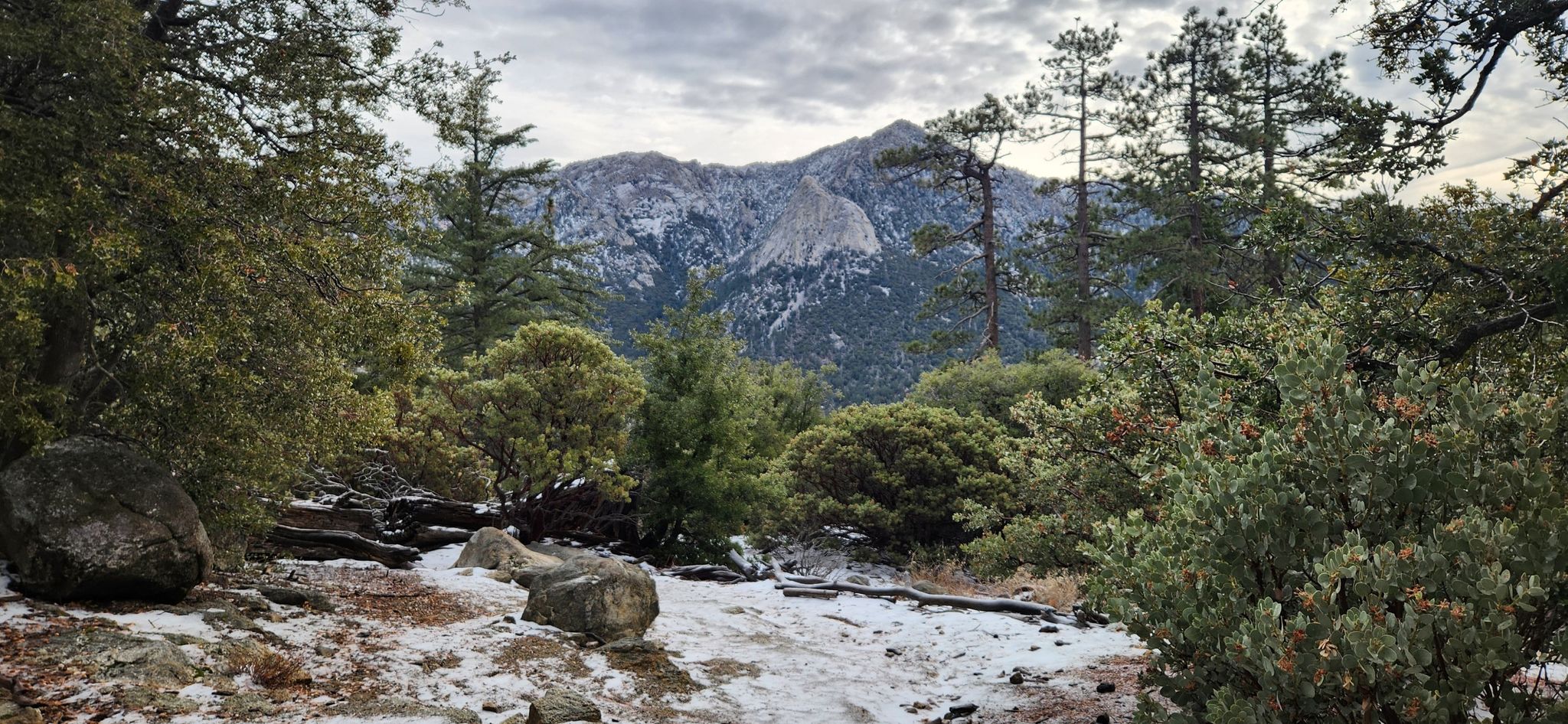 Snowy forest floor with dense trees and a large mountain under a cloudy sky. - San Jacinto Peak via Deer Springs Trail