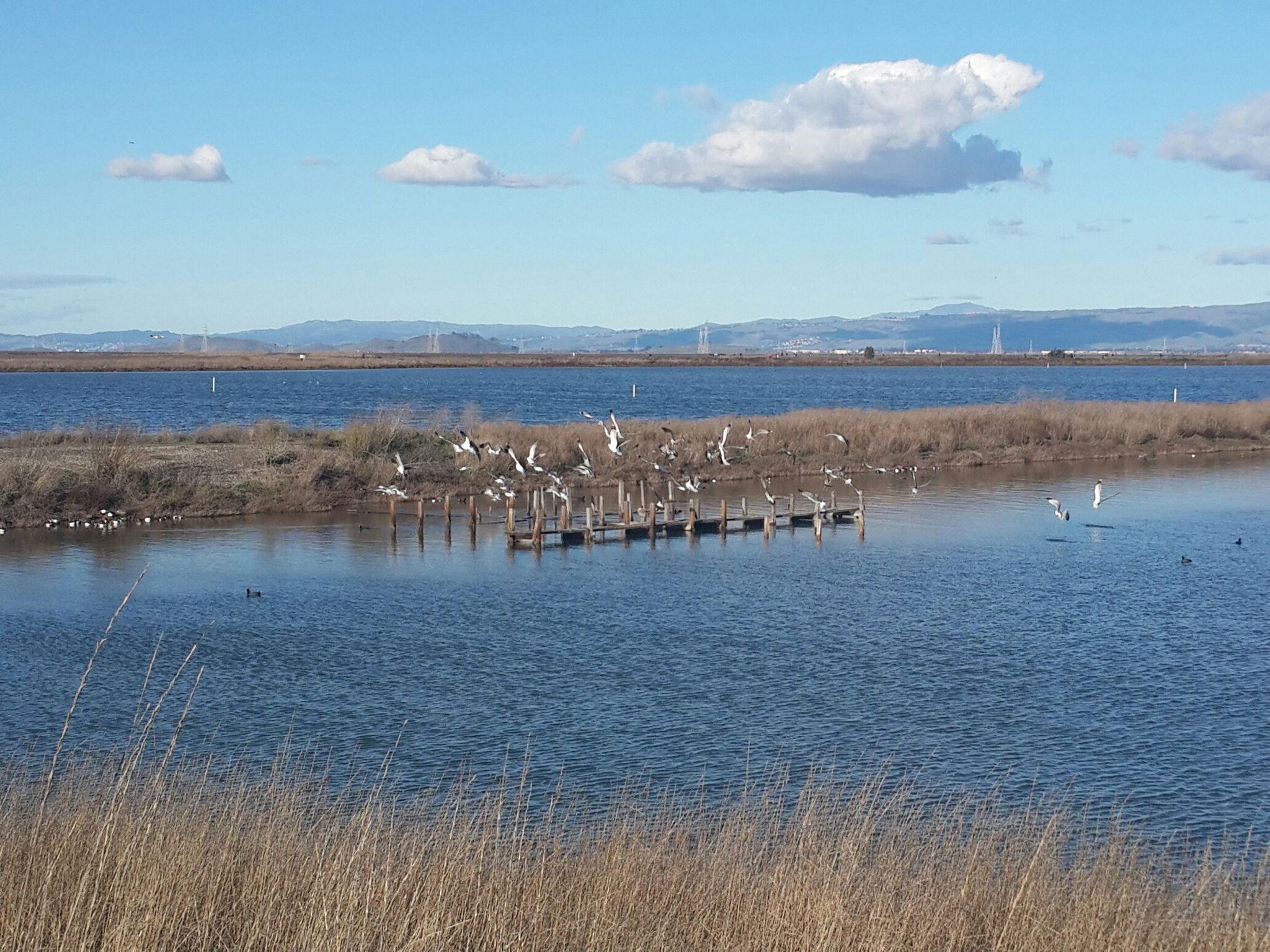 Water with many birds on a wooden platform and flying, under a partly cloudy sky. - Stanford & Bay Trail loop from Santa Clara