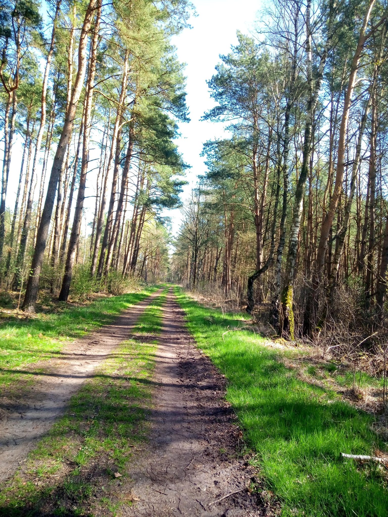 Waldweg
