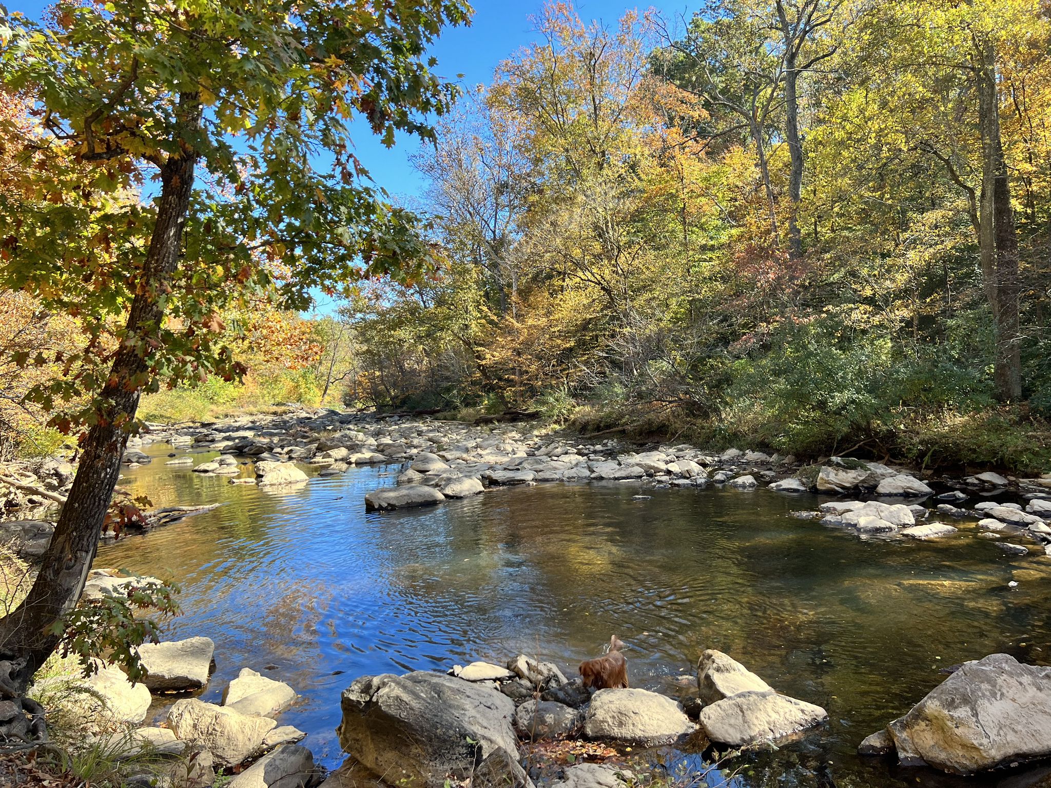 A clear river with rocks flows through a vibrant autumn forest on a sunny day. - Difficult Run and Cross County Trail Loop