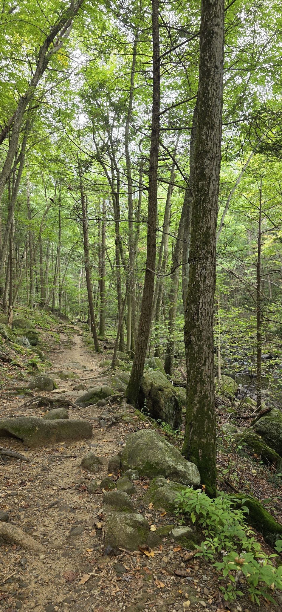 Rocky dirt trail winds uphill through a dense, sunlit green forest. - Nice trail – View of the forested hills loop from Reeves Meadow Visitors Center