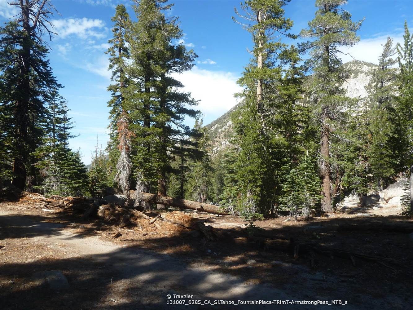 A sunlit dirt path winds through a dense forest of tall pine trees. - Armstrong Pass – Freel Peak loop from Hope Valley Wildlife Area