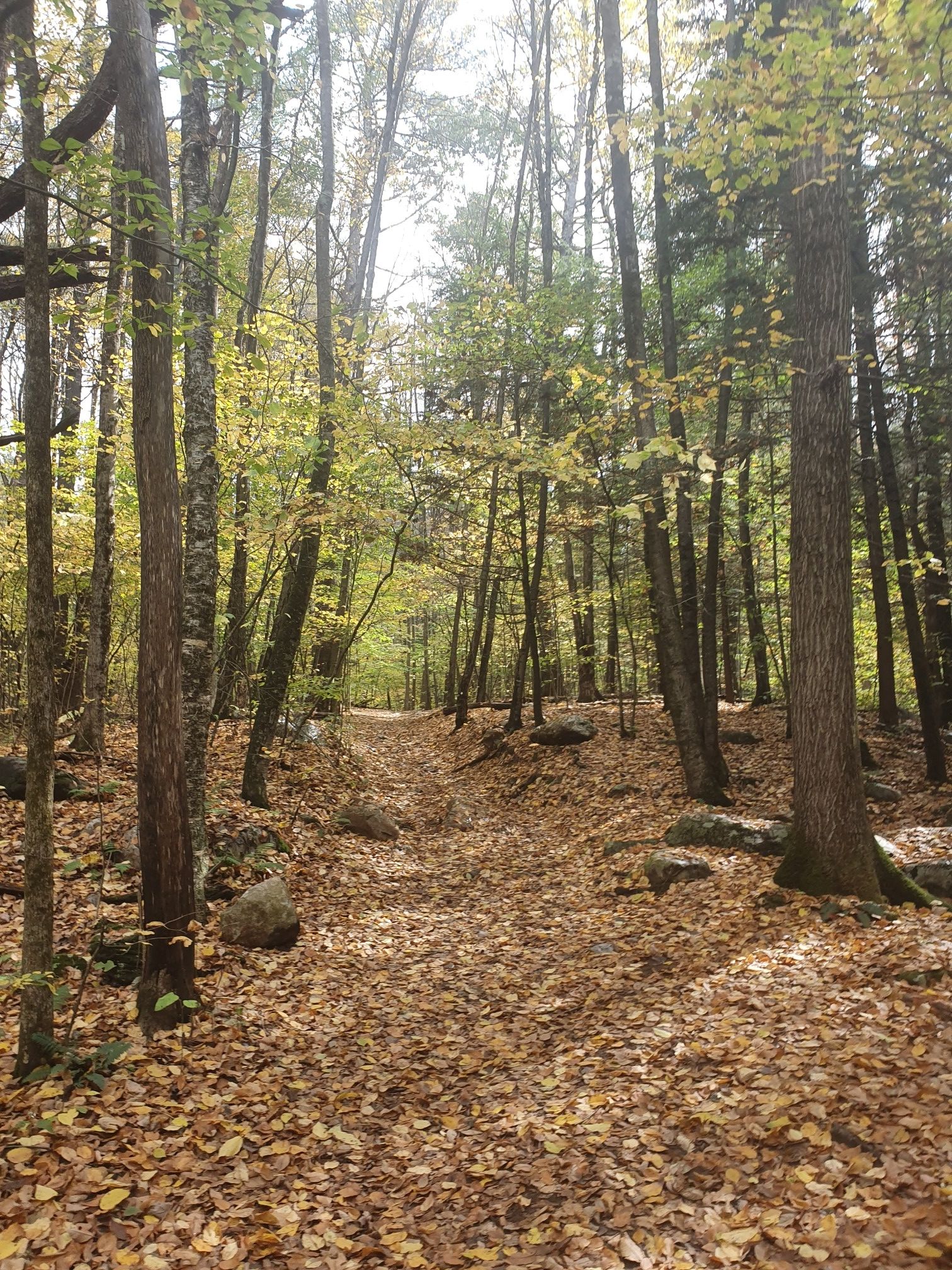 Sunlit forest path covered in autumn leaves, tall trees lining the way. - Cascades Trail