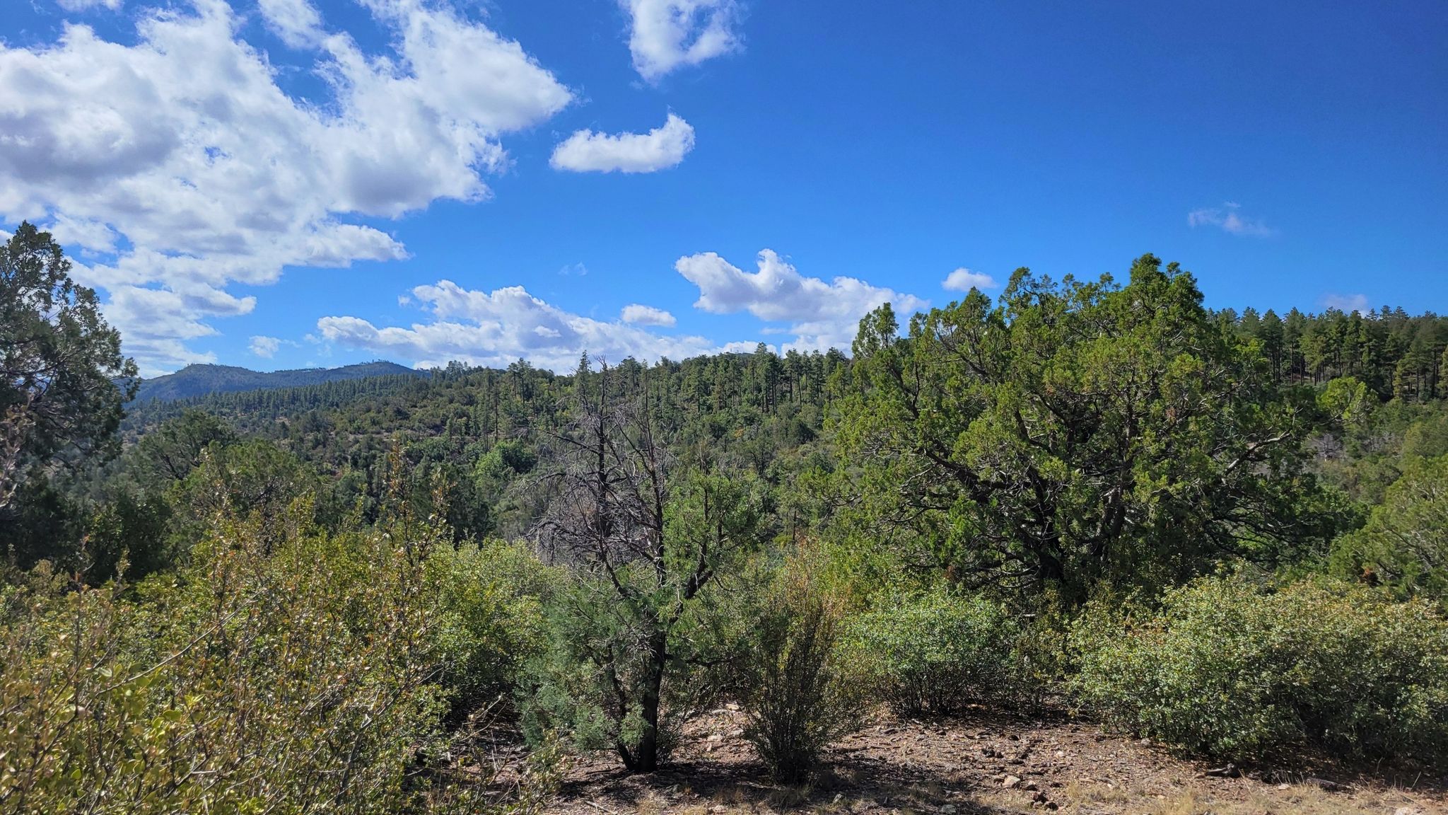 Sunny, green forest and hills under a blue sky with scattered clouds. - Thumb Butte to Cowboy Prayer