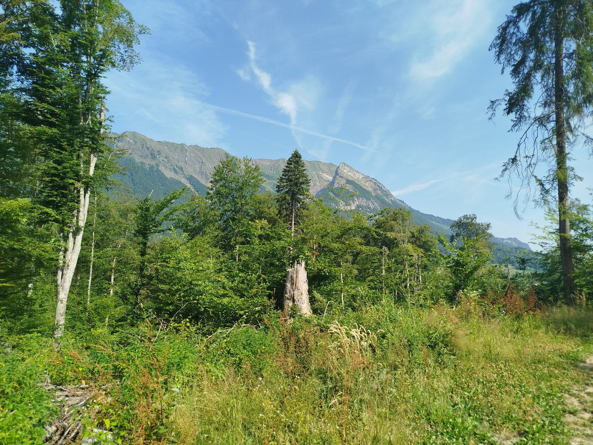 entre la forêt 