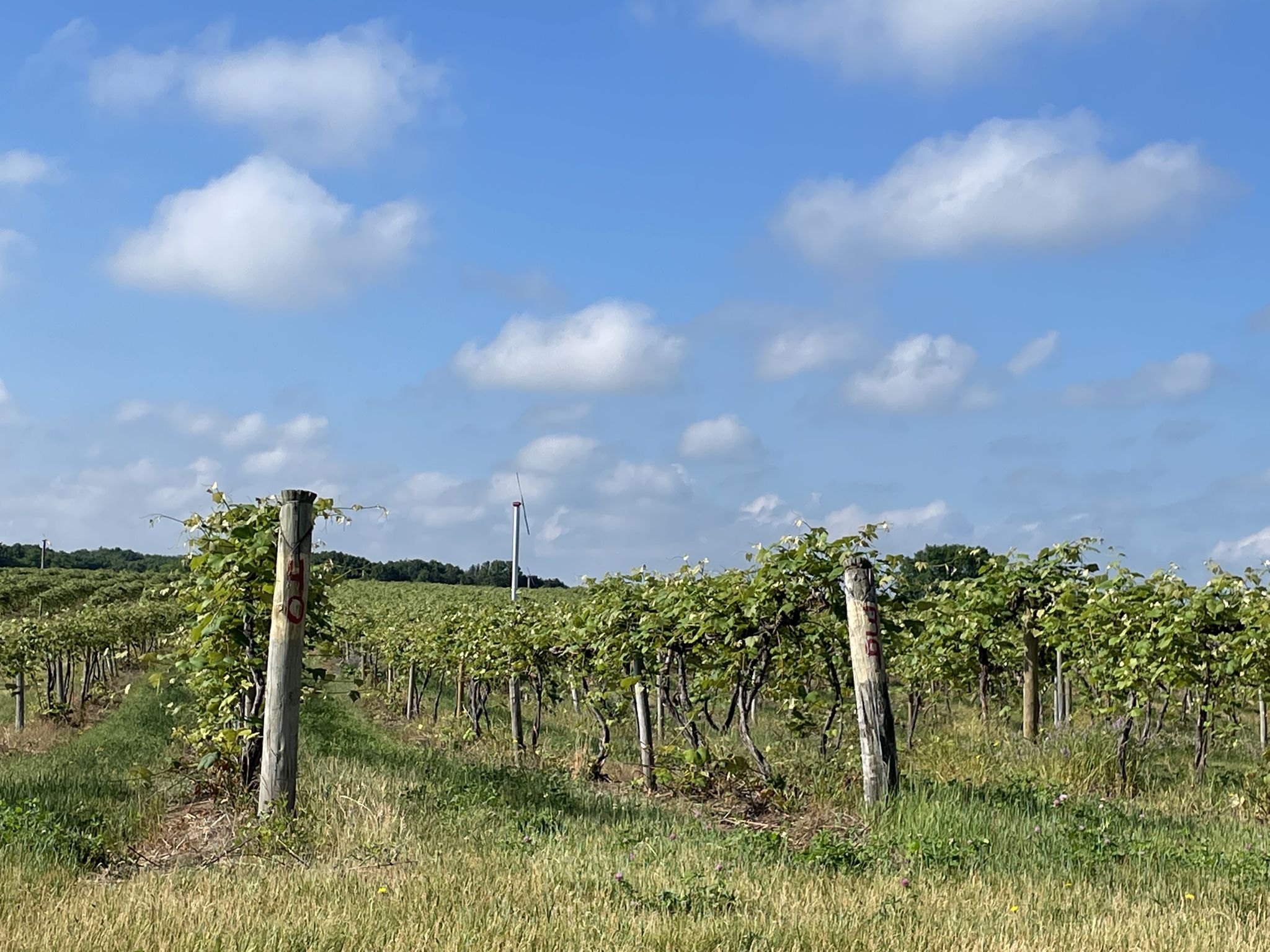 Green vineyard rows under a bright blue sky with a distant wind turbine. - Al Sabo Preserve to Cornish State Game Area loop