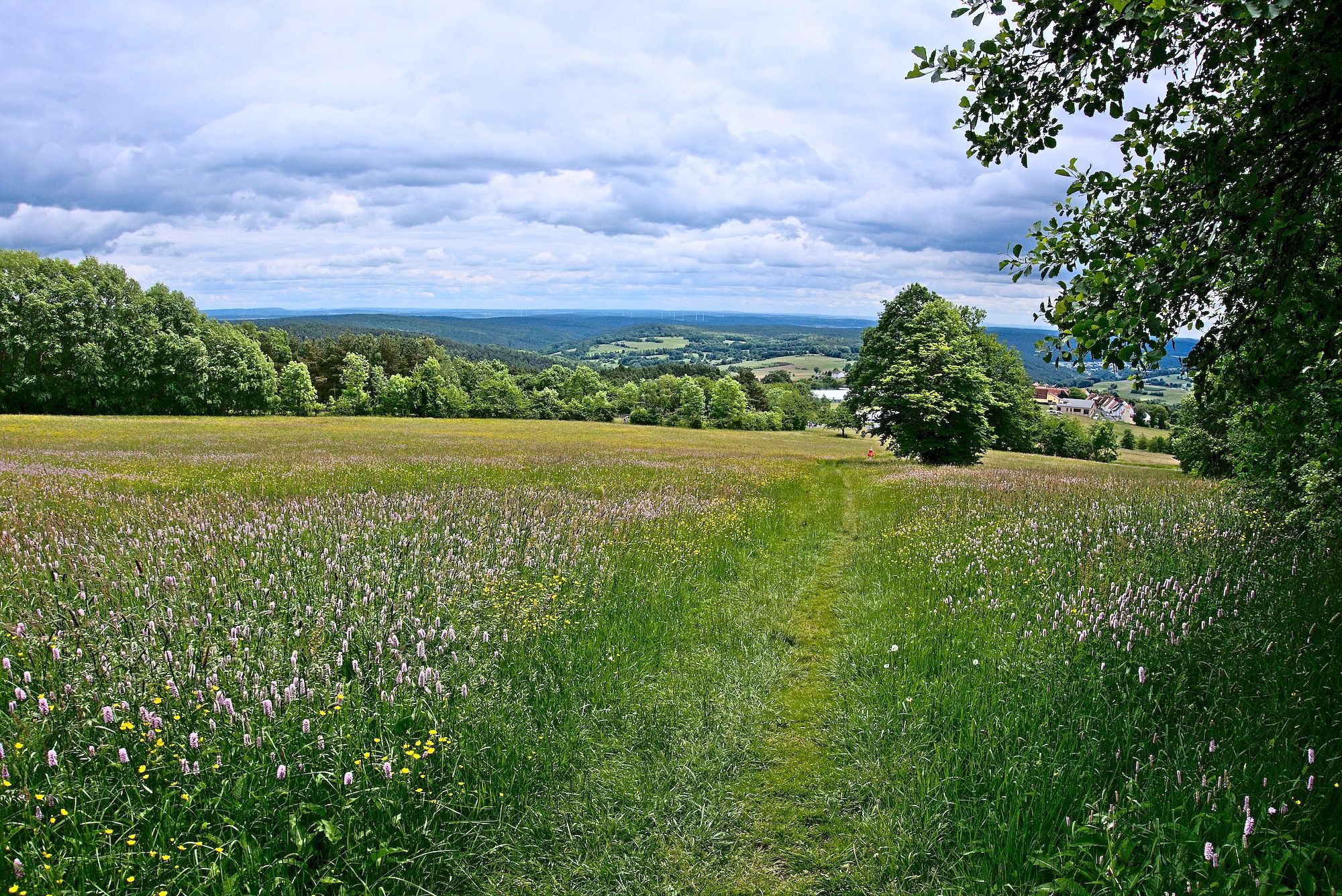 Am Waldrand oberhalb von Sandberg 🤩