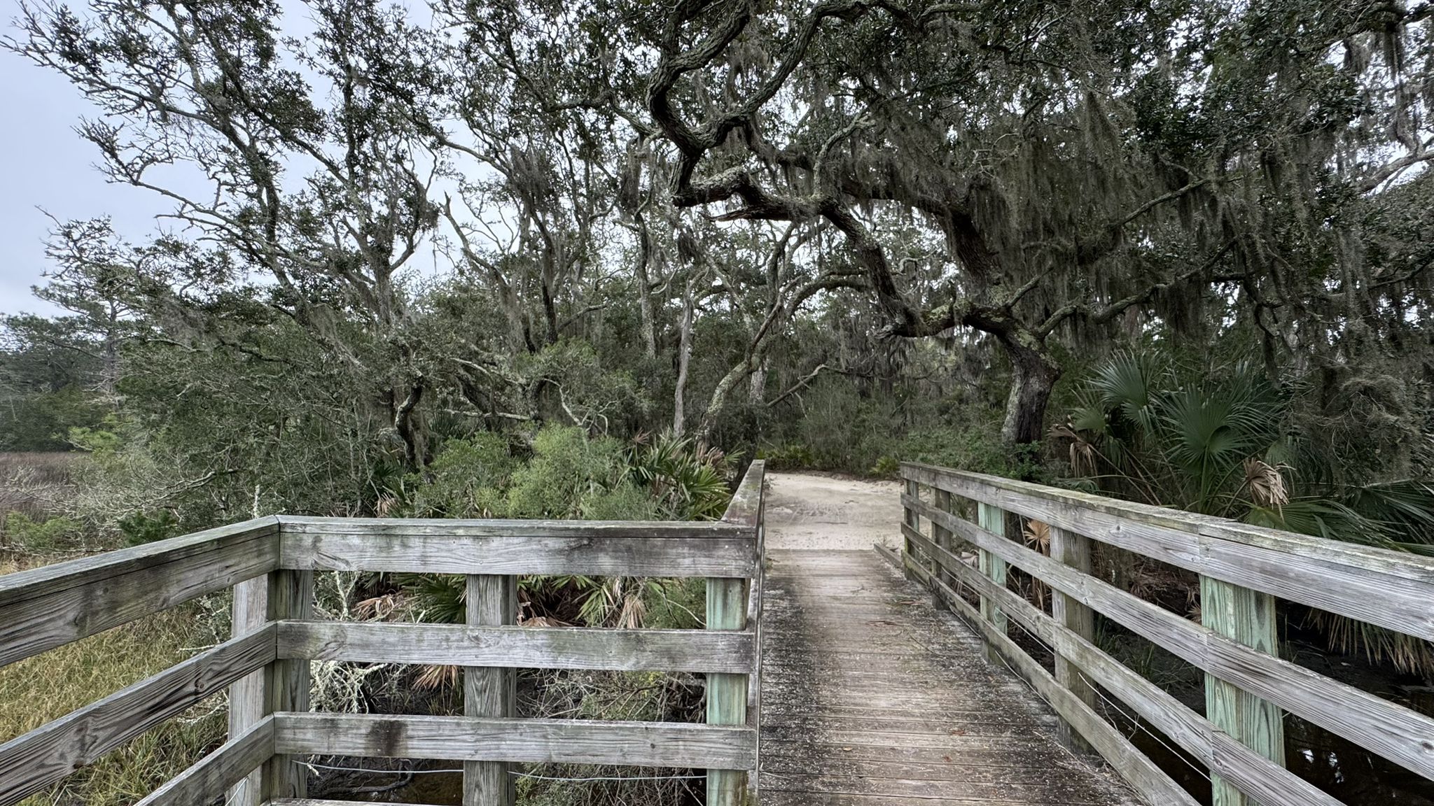 A wooden boardwalk leads into a dense forest of moss-draped trees on an overcast day. - Tidelands Nature Center loop from Central Commons