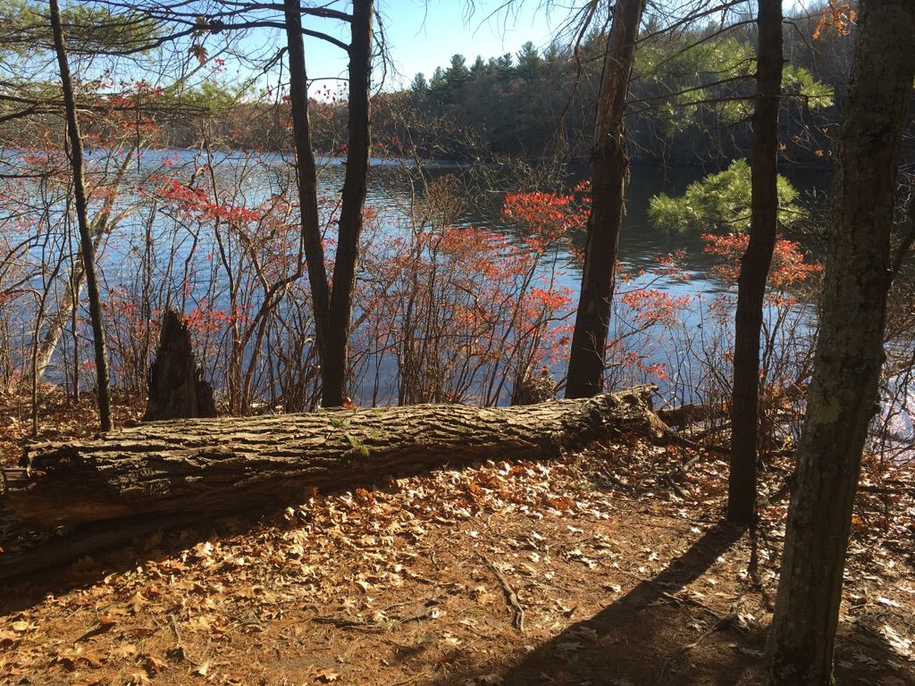 Fallen log on a leaf-covered forest floor overlooking a sunny lake. - Weir Hill Yellow Loop