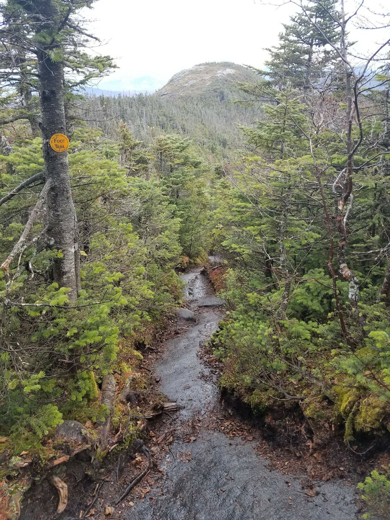 A narrow forest trail leading towards a distant mountain peak under an overcast sky. - Mount Colden Loop via Avalanche Pass and Lake Arnold