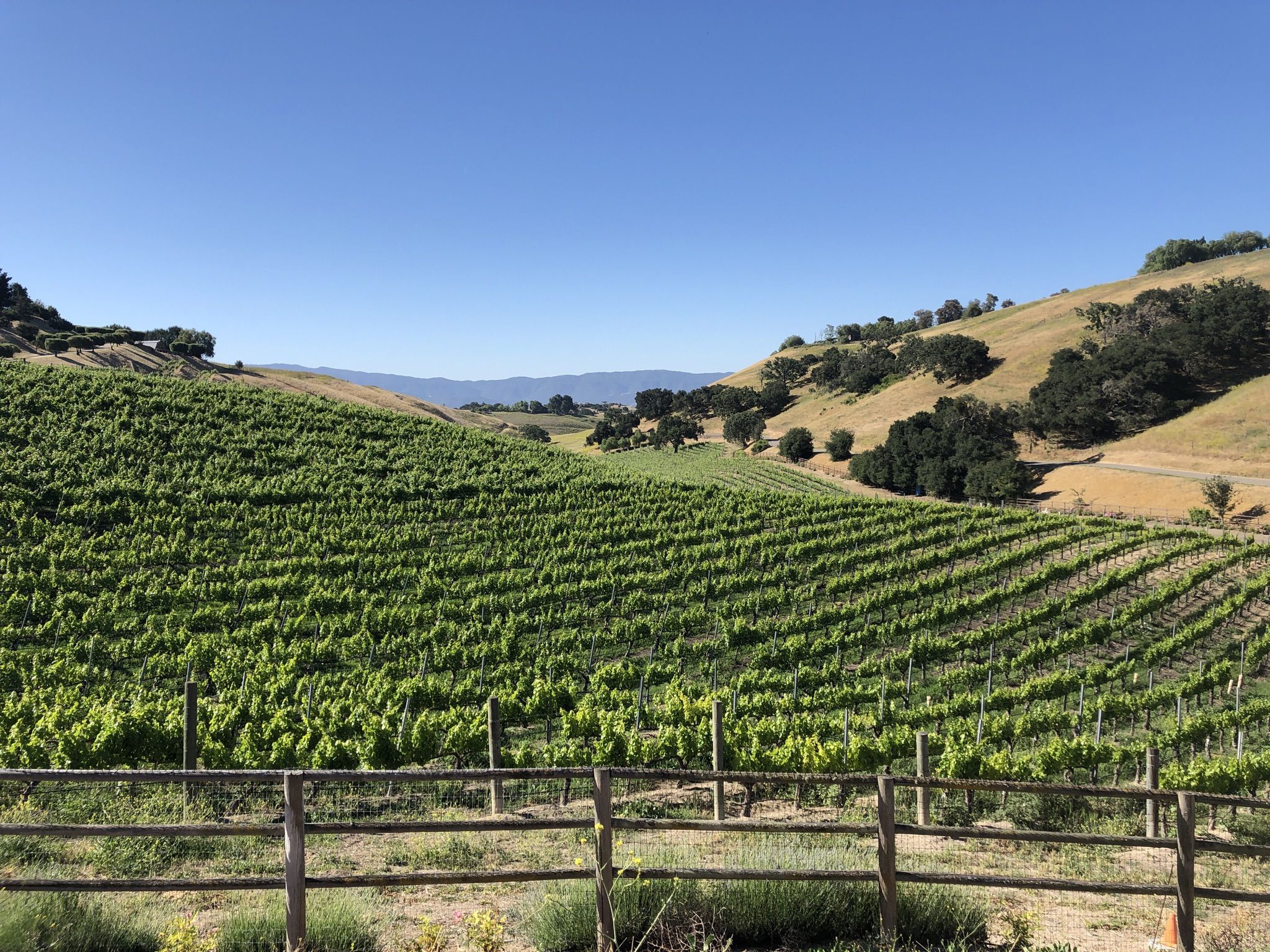 SYV Vineyards 