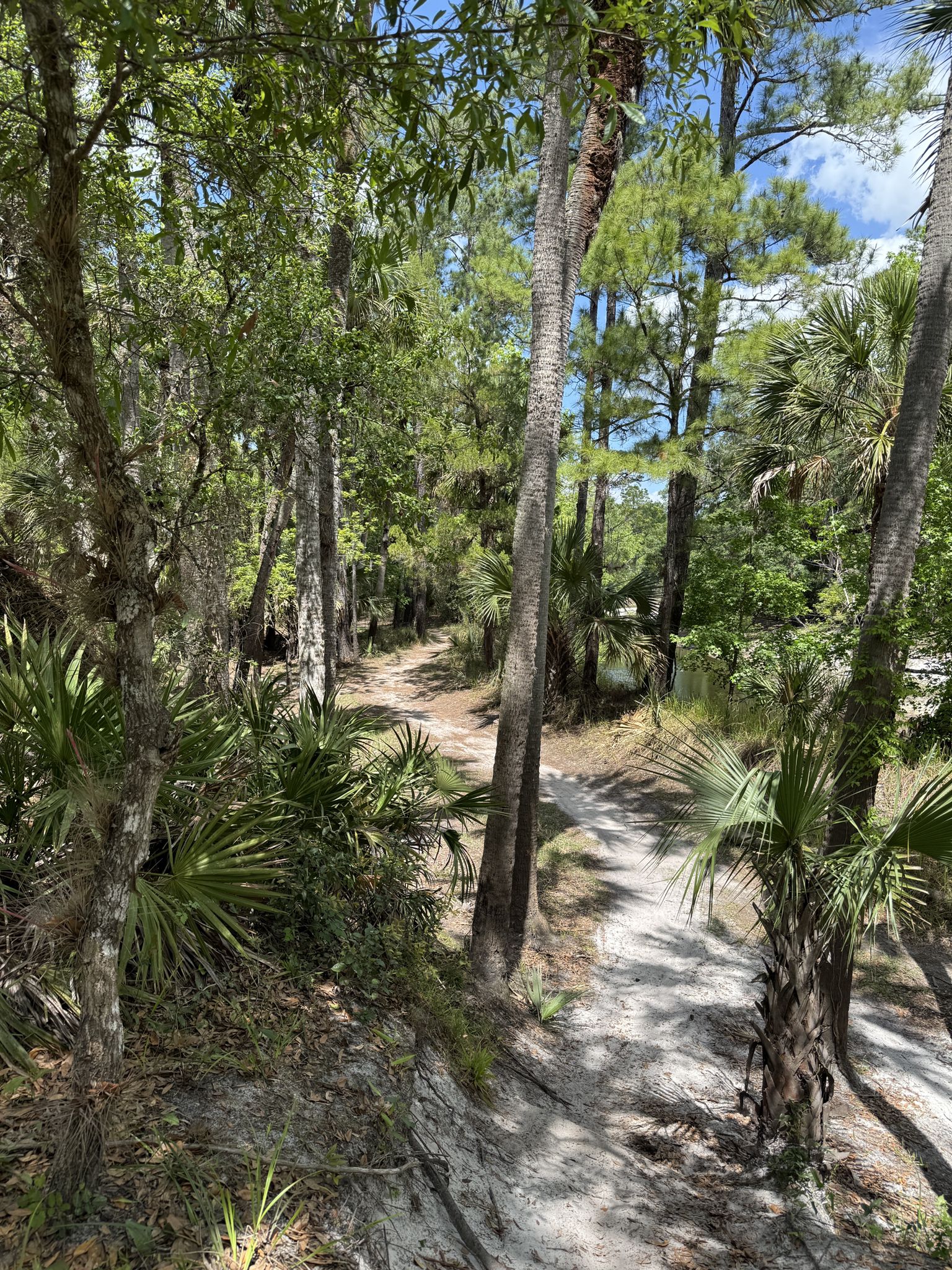 A winding sandy path through a sun-dappled forest of palms and green trees. - Little Big Econ State Forest loop