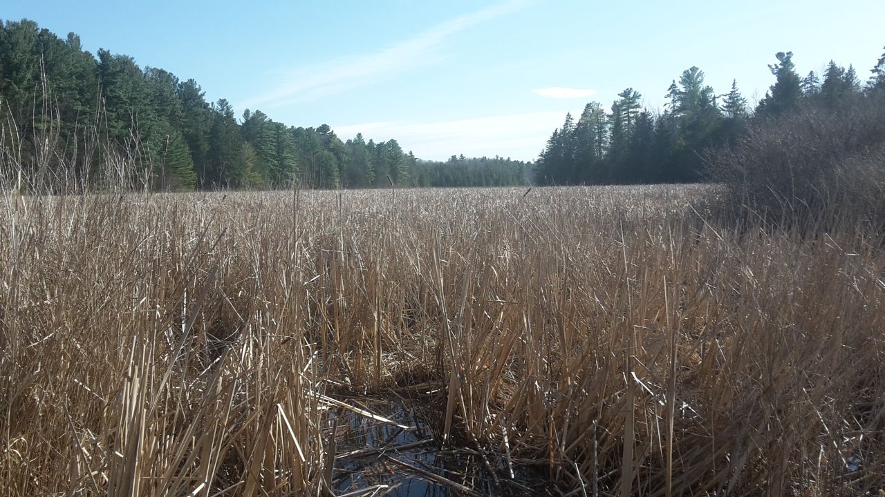 wetlands