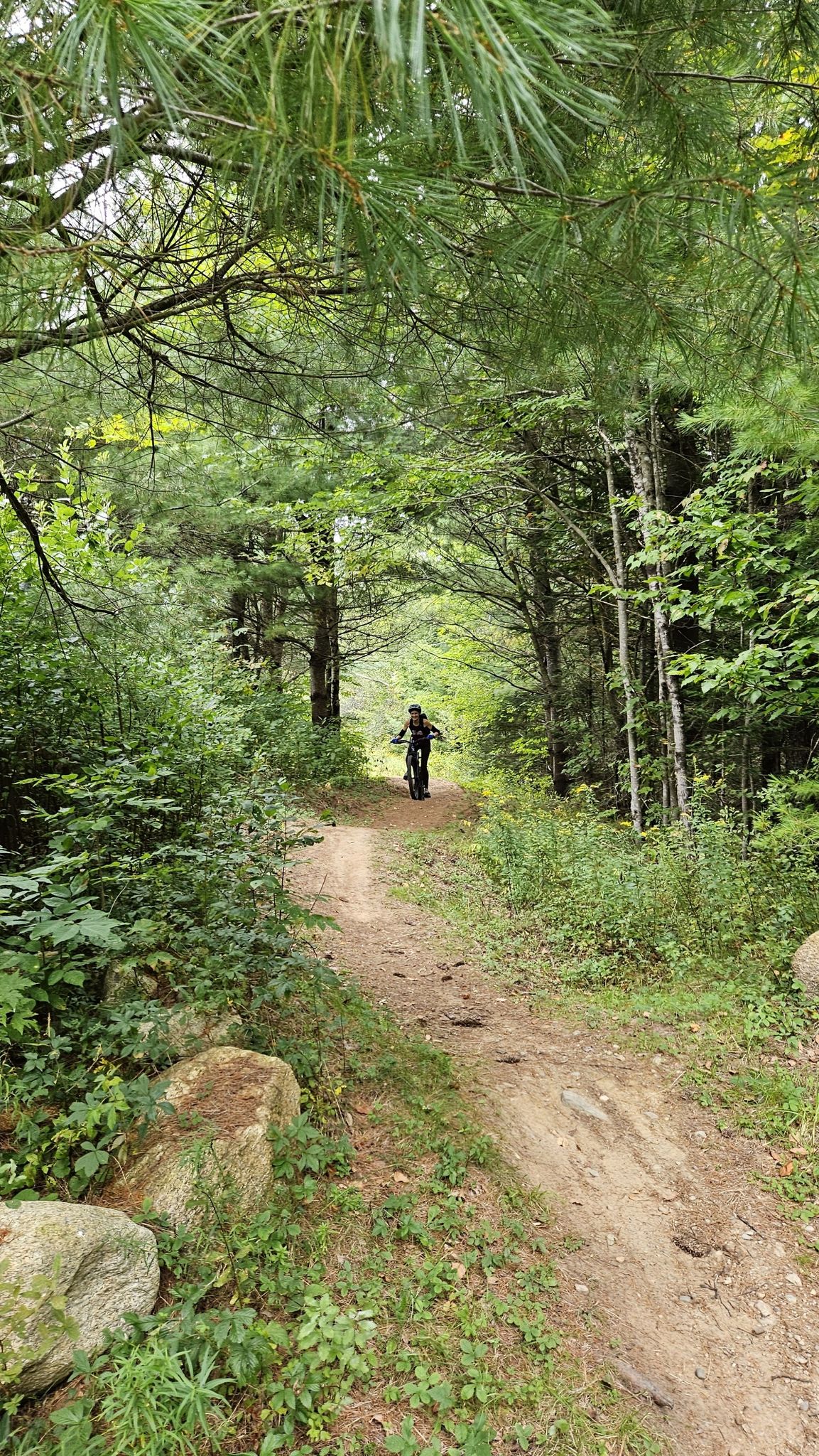 A person mountain biking on a dirt path through a dense green forest. - Brook Trail loop from Green Woodlands West