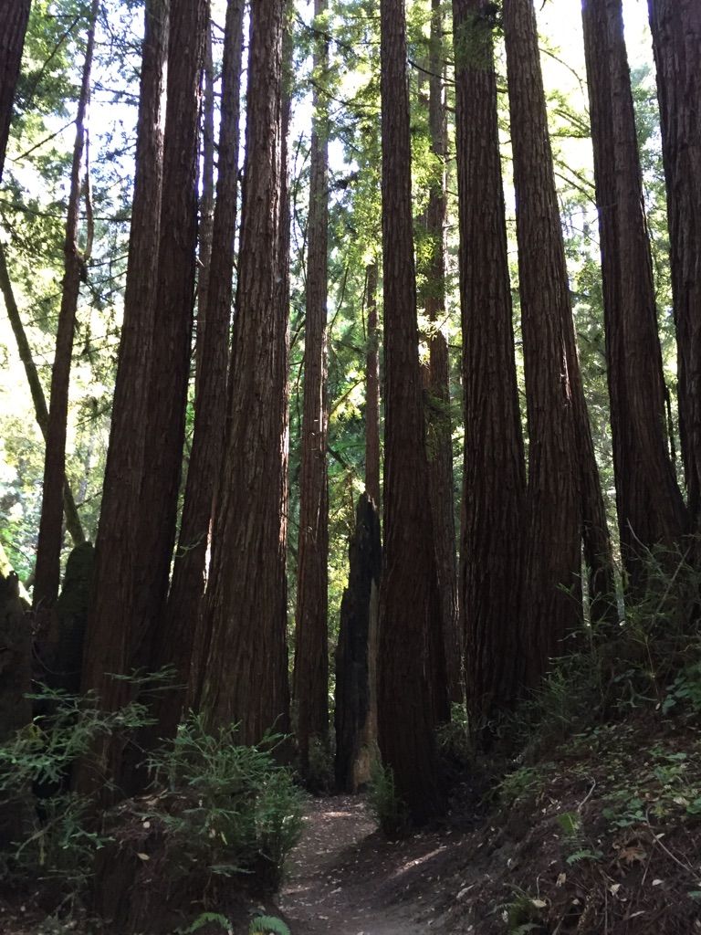 Tall, dense forest with a dirt path and dappled sunlight. - Tillman Grove – Wooden Bridge Over Aptos Creek loop from Seacliff State Beach