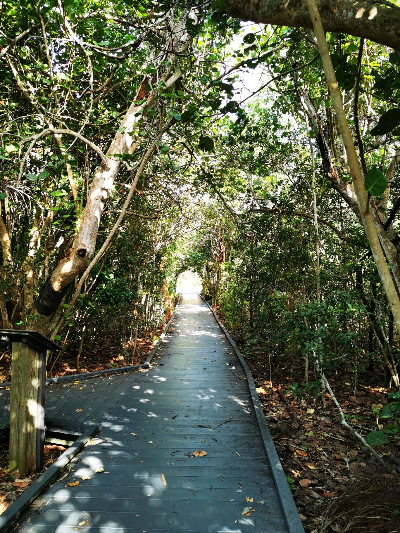 Long wooden boardwalk tunnel through dense green trees with bright light ahead. - Wulfert Keys Trail and Calusa Shell Mound Trail