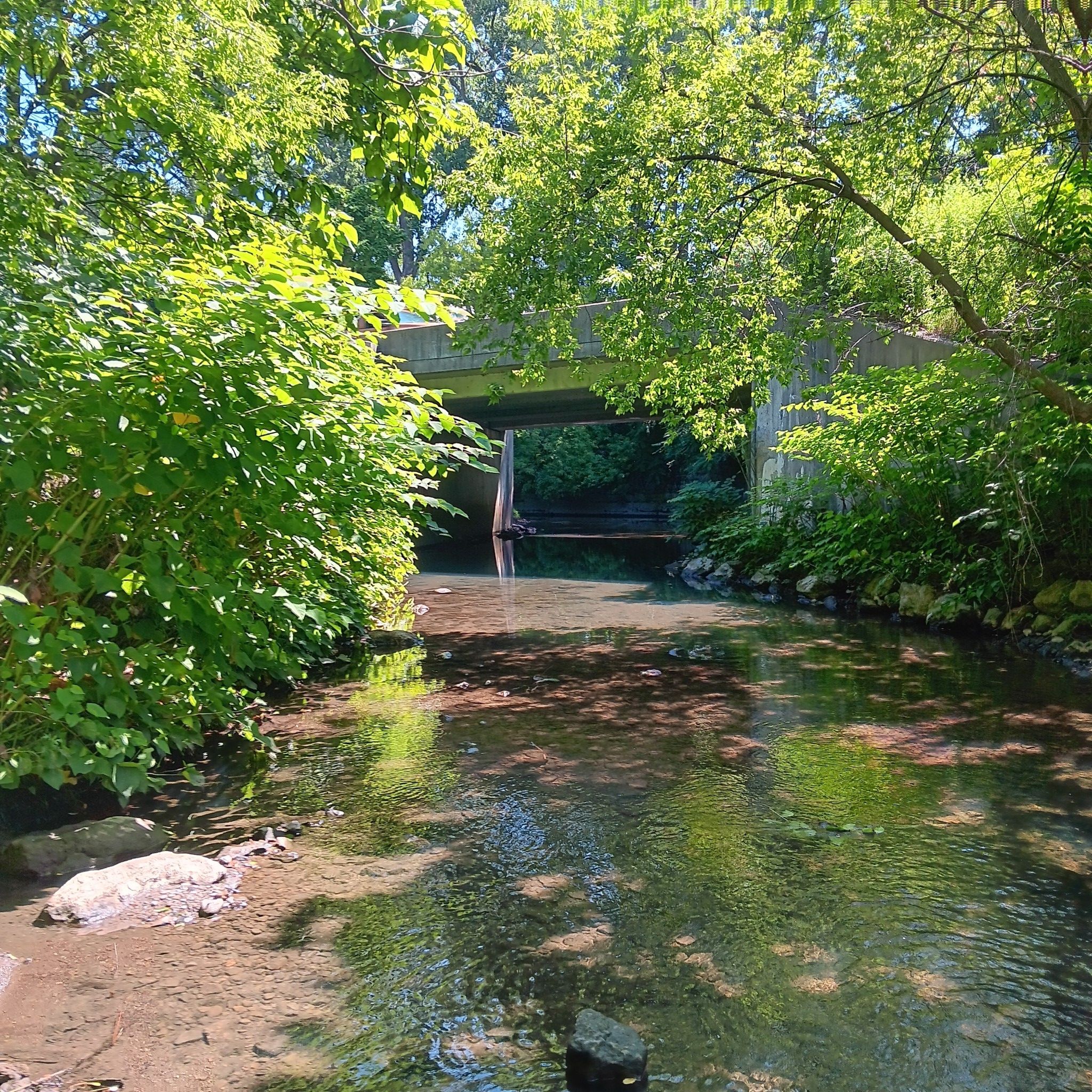 A clear stream flows under a concrete bridge, surrounded by green foliage. - Frontier Park – Cascade Creek loop from Erie