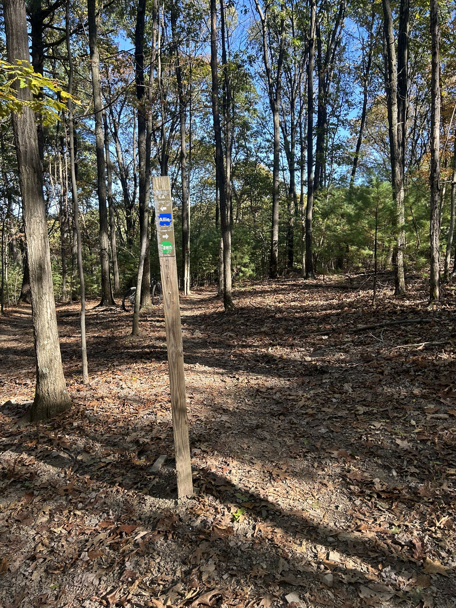 Wooden trail marker post in a sunny forest with fallen leaves. - Buck, Allie and Grippis Trail