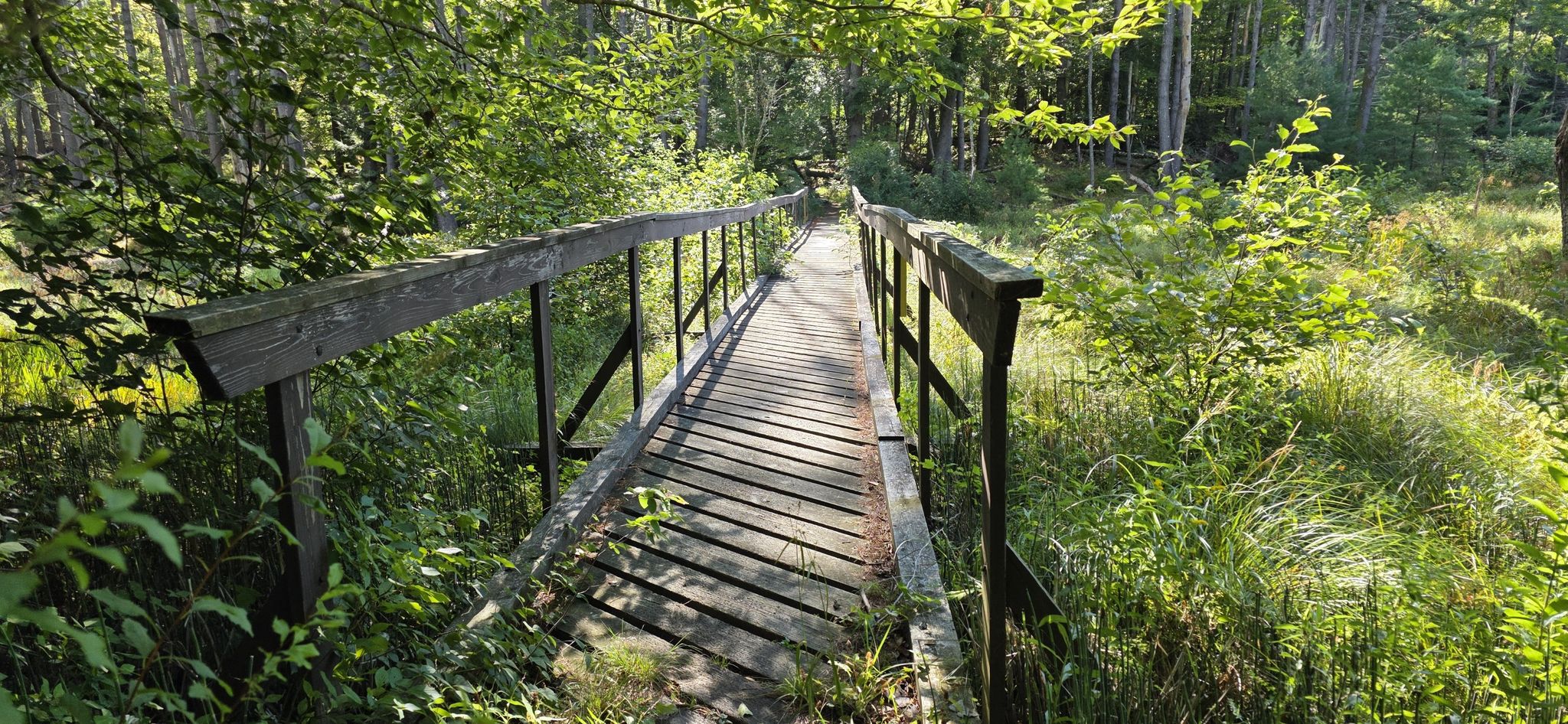 A long wooden boardwalk bridge winding through a sunlit green forest. - Fifth Peak Trail