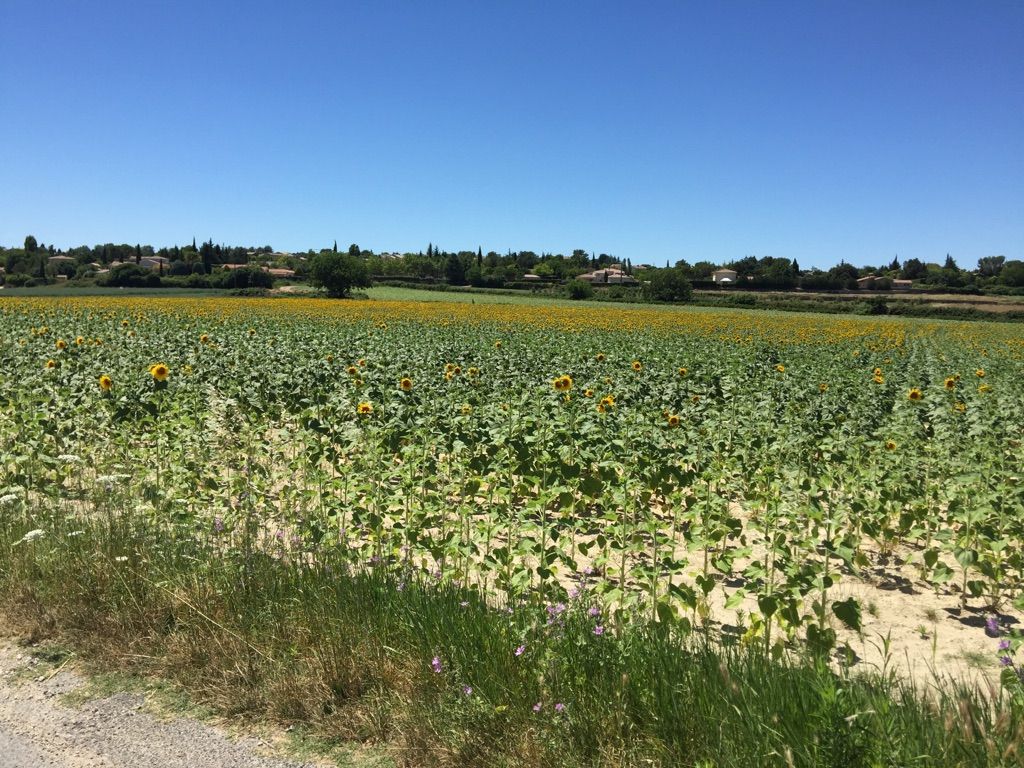 Uzes - Sonnenblumenfelder