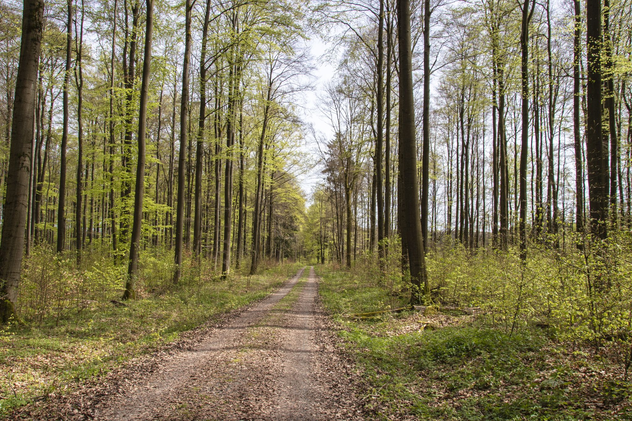Der Wald ist gerade gefährlich denn die Bäume schlagen aus ;-)