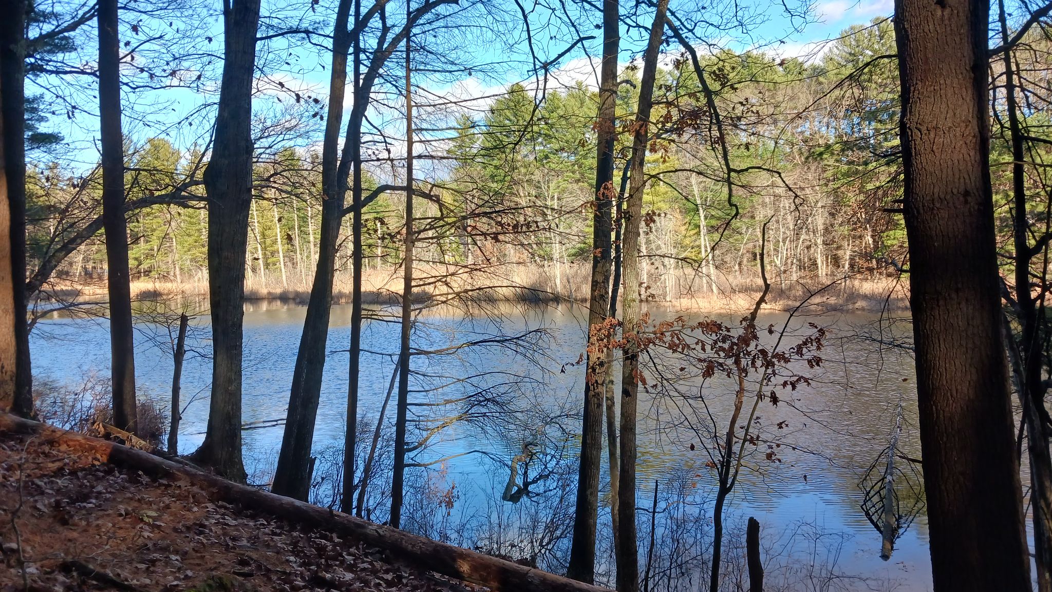 Bare trees frame a calm body of water and distant forest under a blue sky. - Billerica State Forest – Pump Track loop from Great Brook Farm State Park