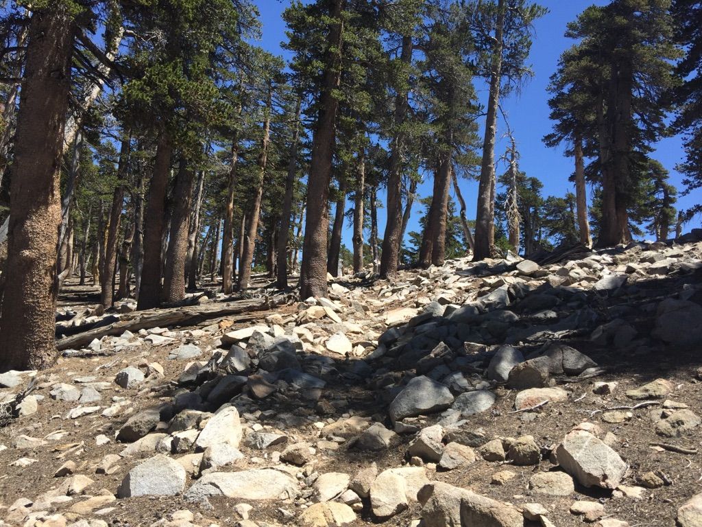 Rocky uphill path through a sunlit pine forest on a clear day. - San Bernardino East Peak – San Bernardino National Forest