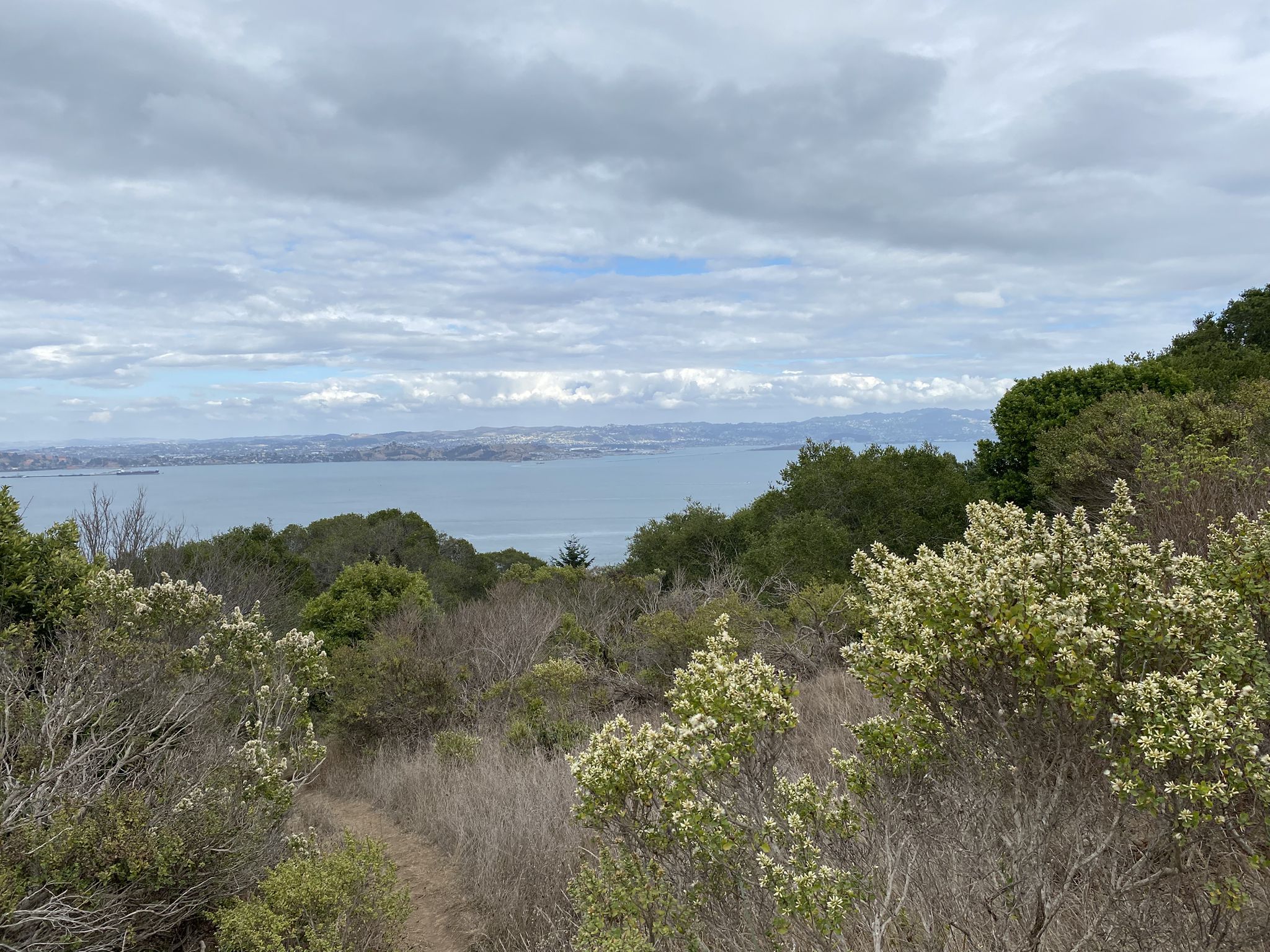 Overcast view of a bay through dense green and brown shrubs. - Old Saint Hilarys and Uplands Preserve