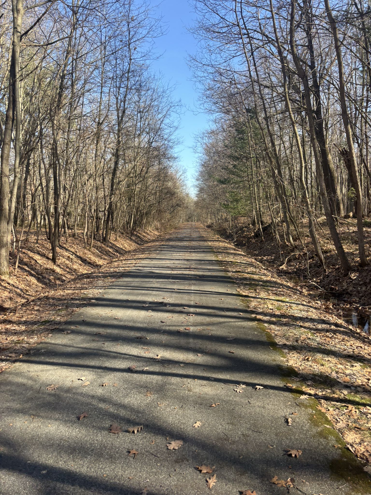 Paved path through a bare forest on a sunny day with shadows. - Michigan's Adventure loop from Muskegon Lake