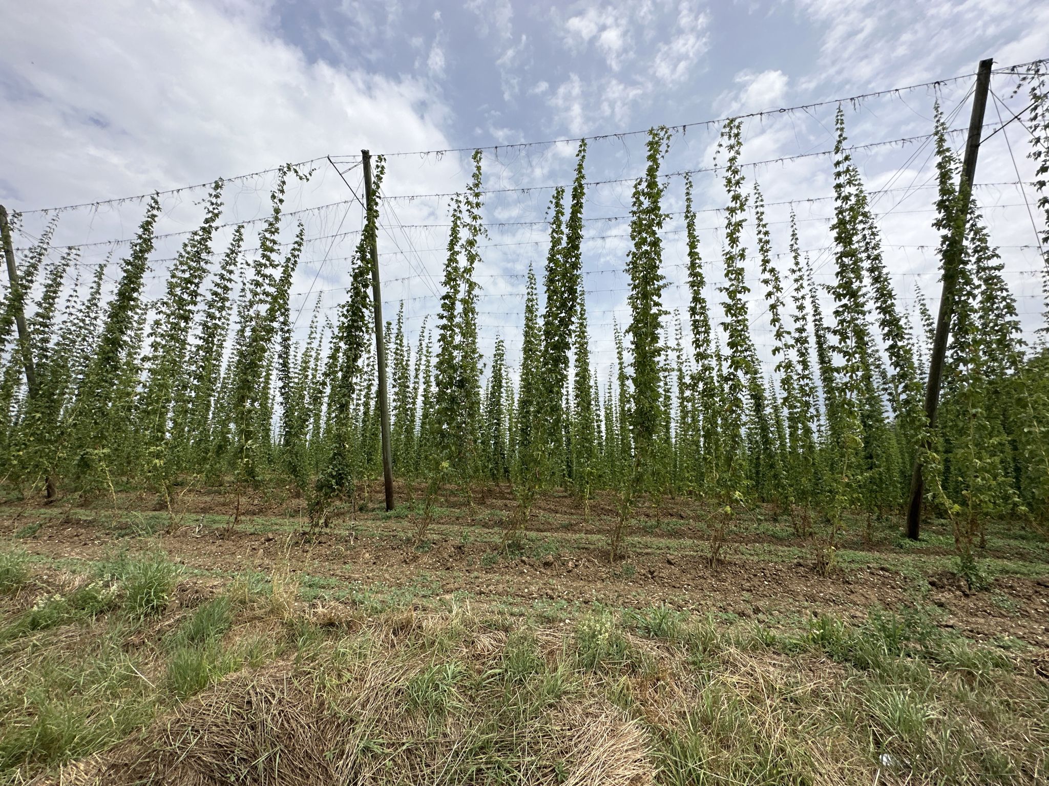 Hopfenland – das war erst der Anfang