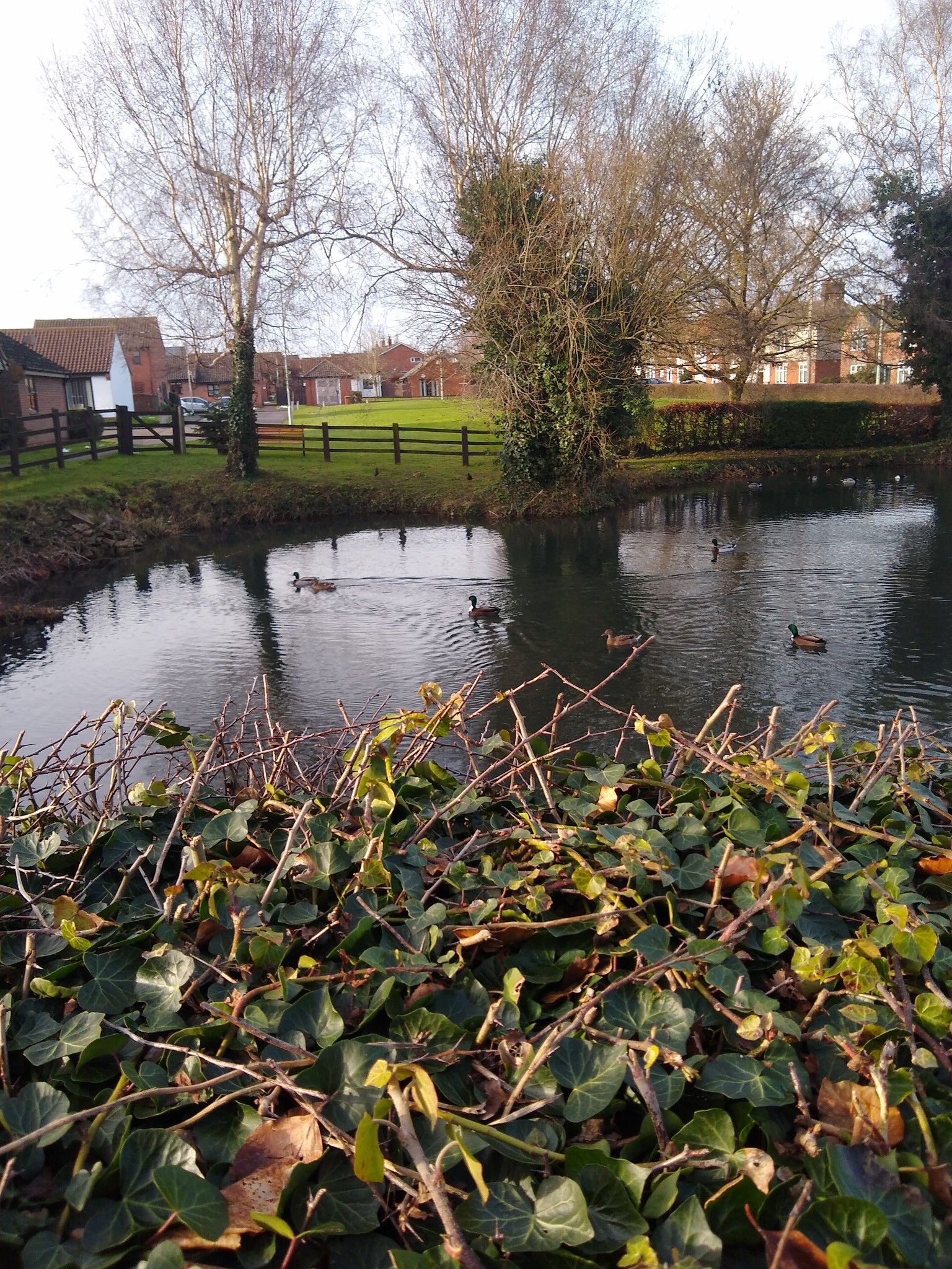 Duck 🦆