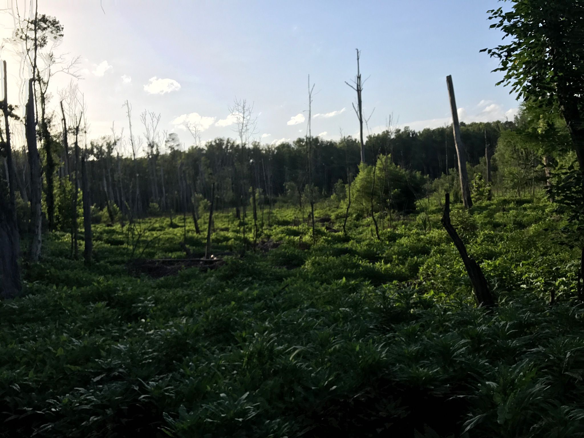 Overgrown swampy landscape with many dead trees under a soft sky. - River Birch Trail – Mary Black Rail Trail loop from Spartanburg