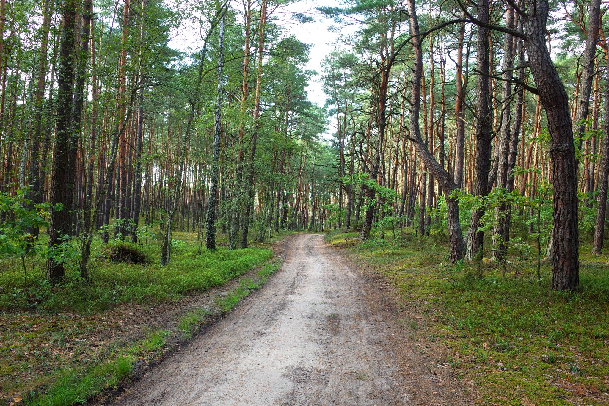 Puszcza Kampinoska