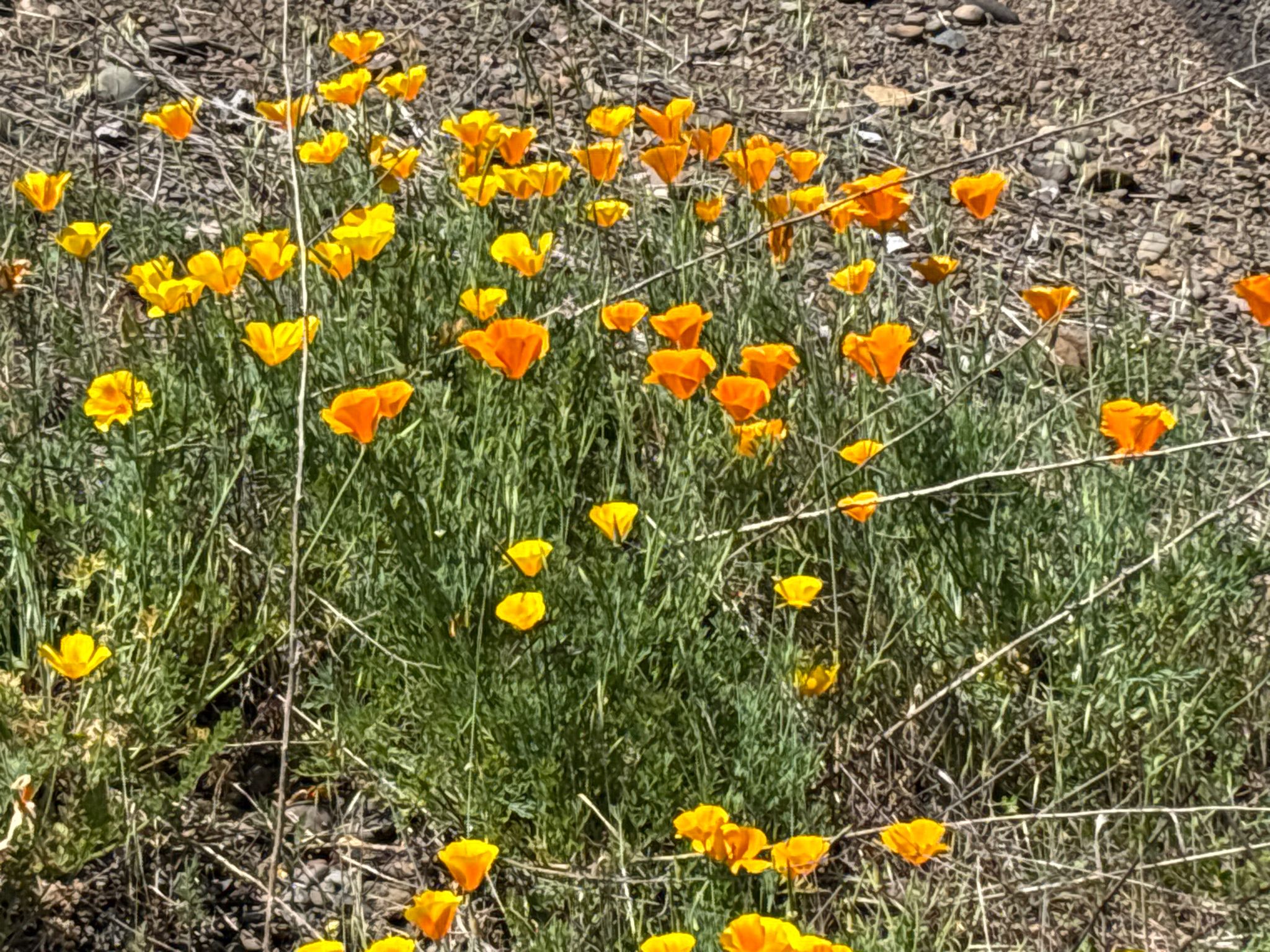 Bright orange poppies blooming in dry grass under sunny conditions. - Corvallis Bike Loop