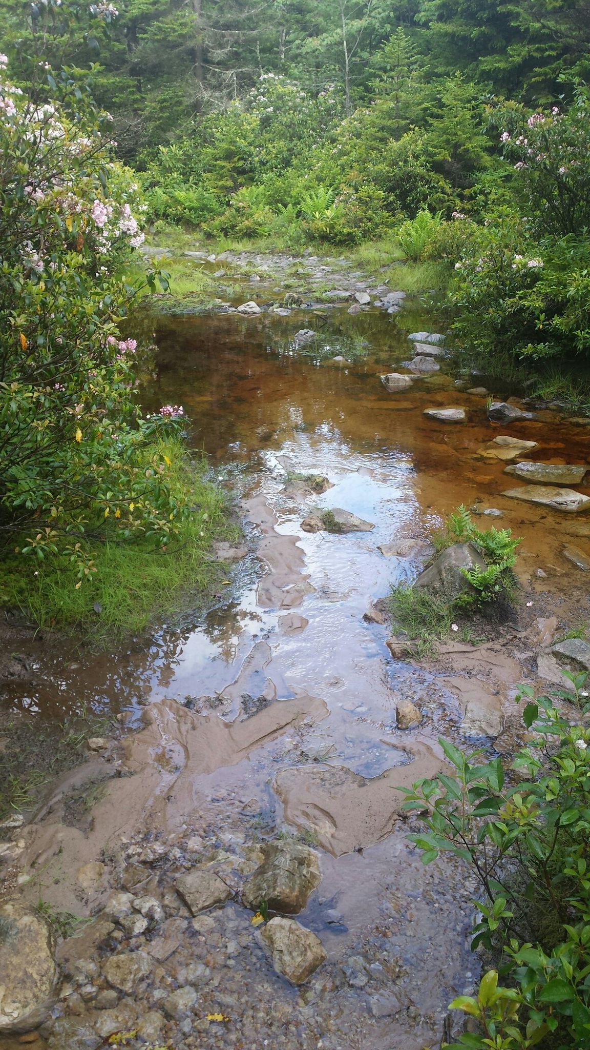 A shallow stream with stepping stones winds through lush green vegetation. - Blackbird Knob, Harman, and Rocky Ridge Loop