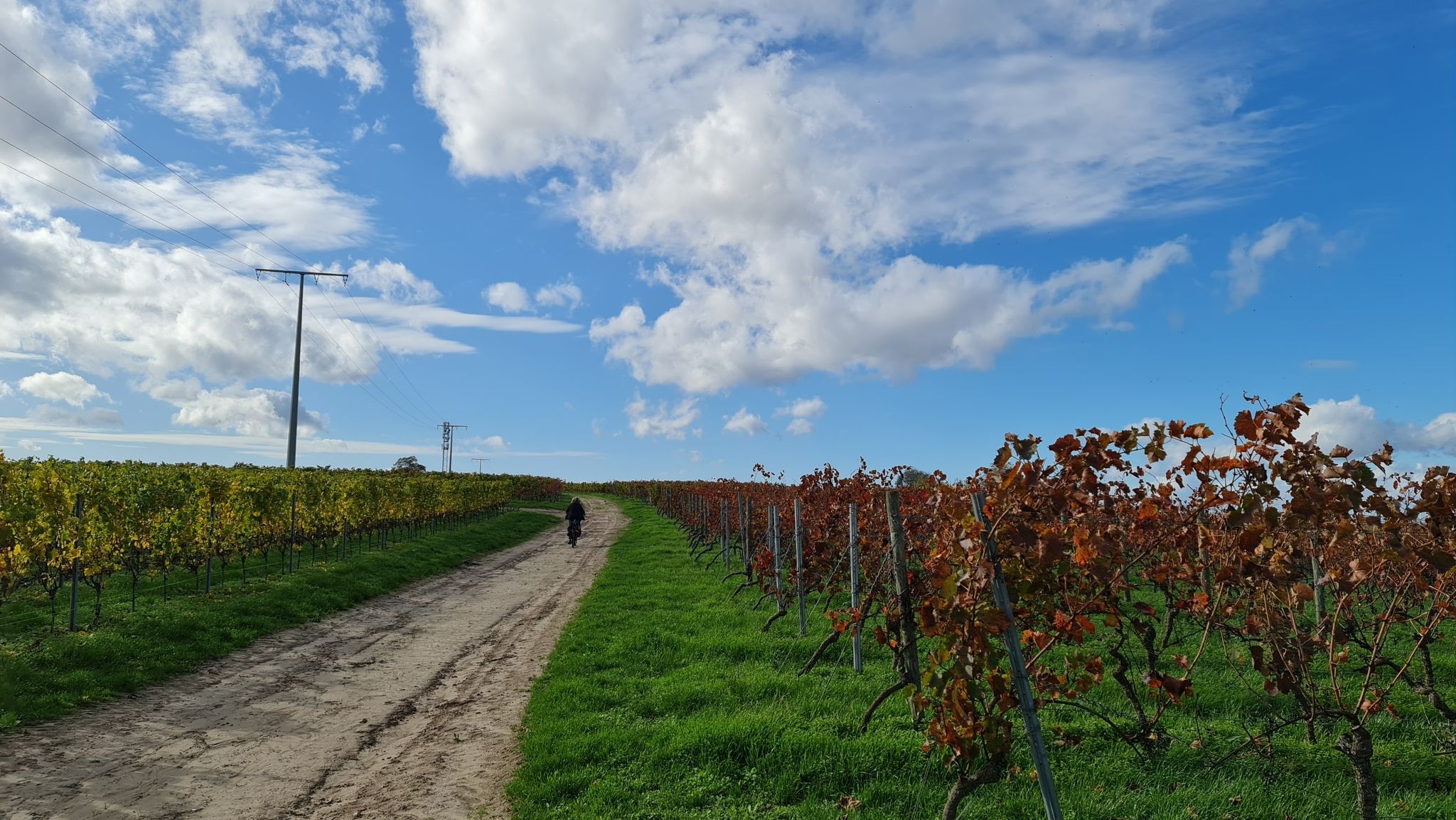 Wein 🍷