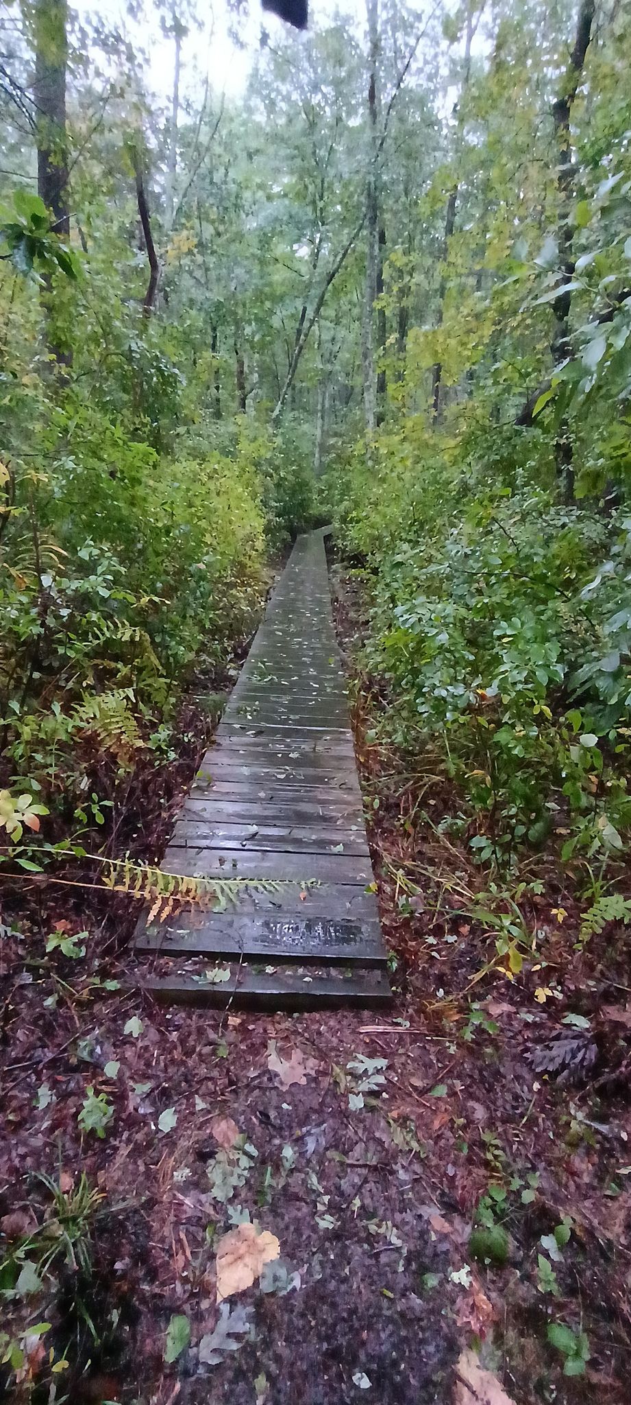 The bridge trail