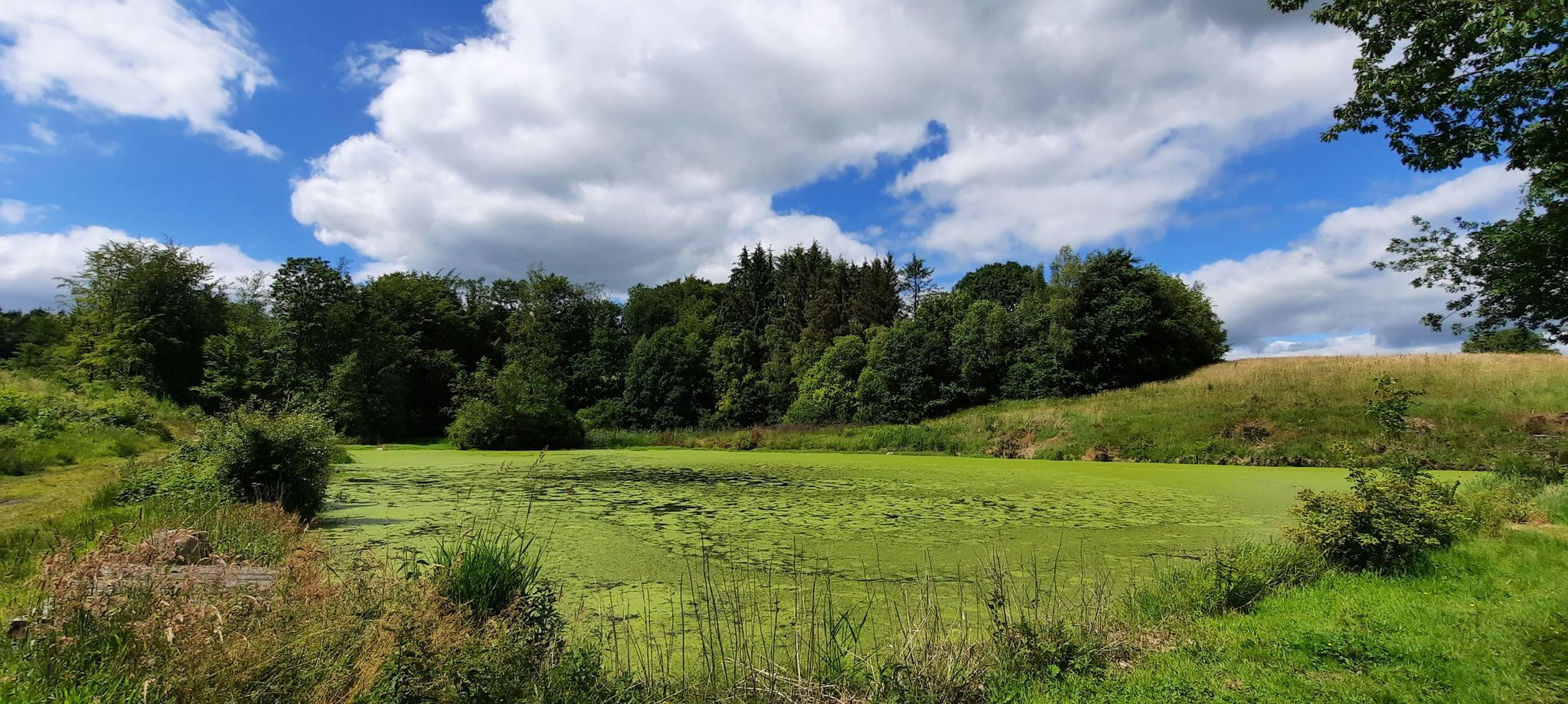 Ein grüner See😃